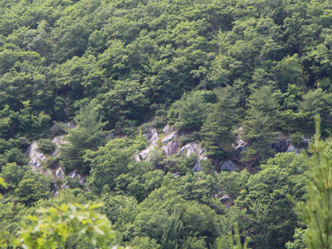 An Appalachian oak-pine forest.