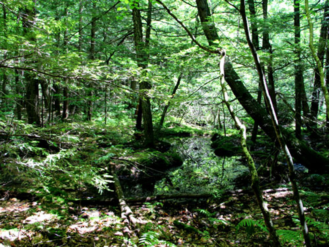 This vernal pool is filled with snow melt and rain during the spring green-up.