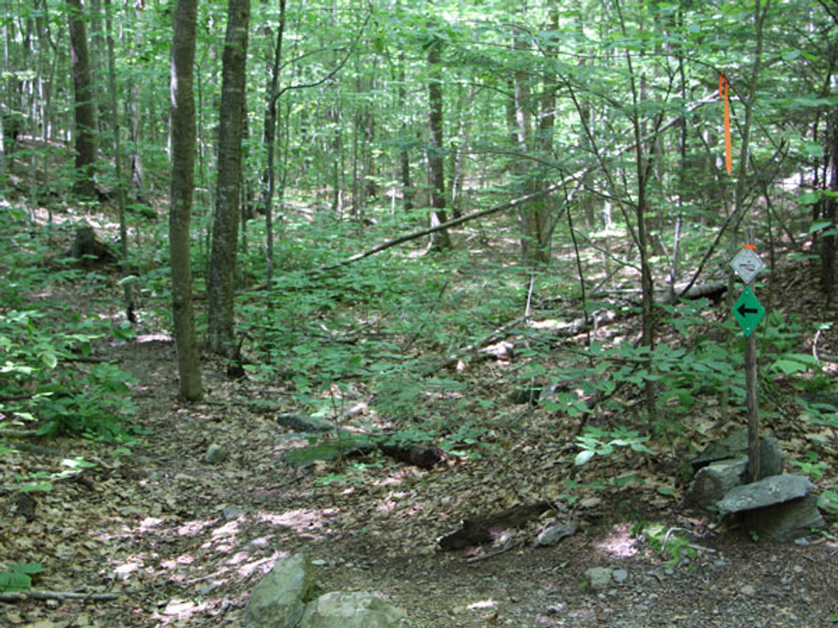 Where the trail forks, bear left to stay on the Anne Stokes Loop. 