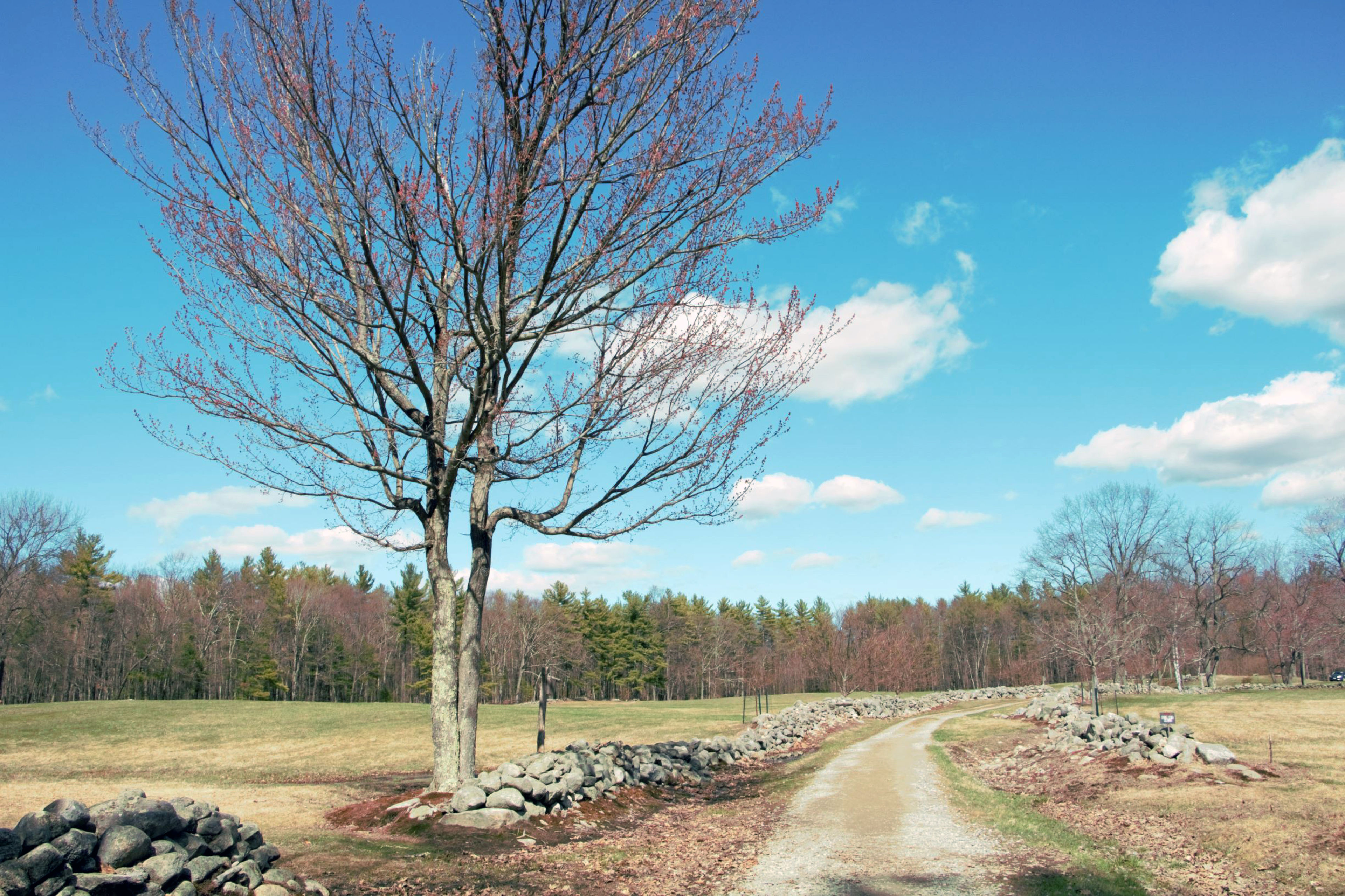 A tree blooms in spring at Monson Center.