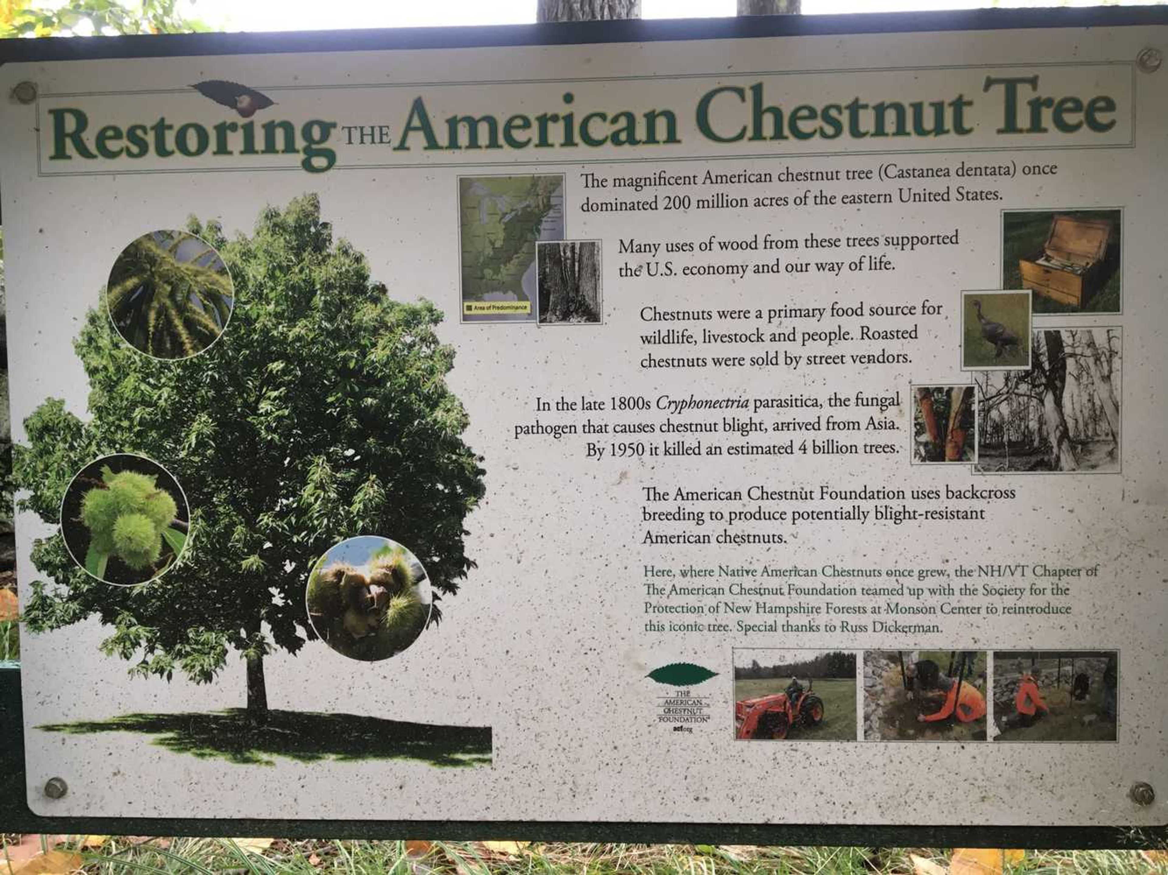 An informational sign about restoring the American chestnut tree.