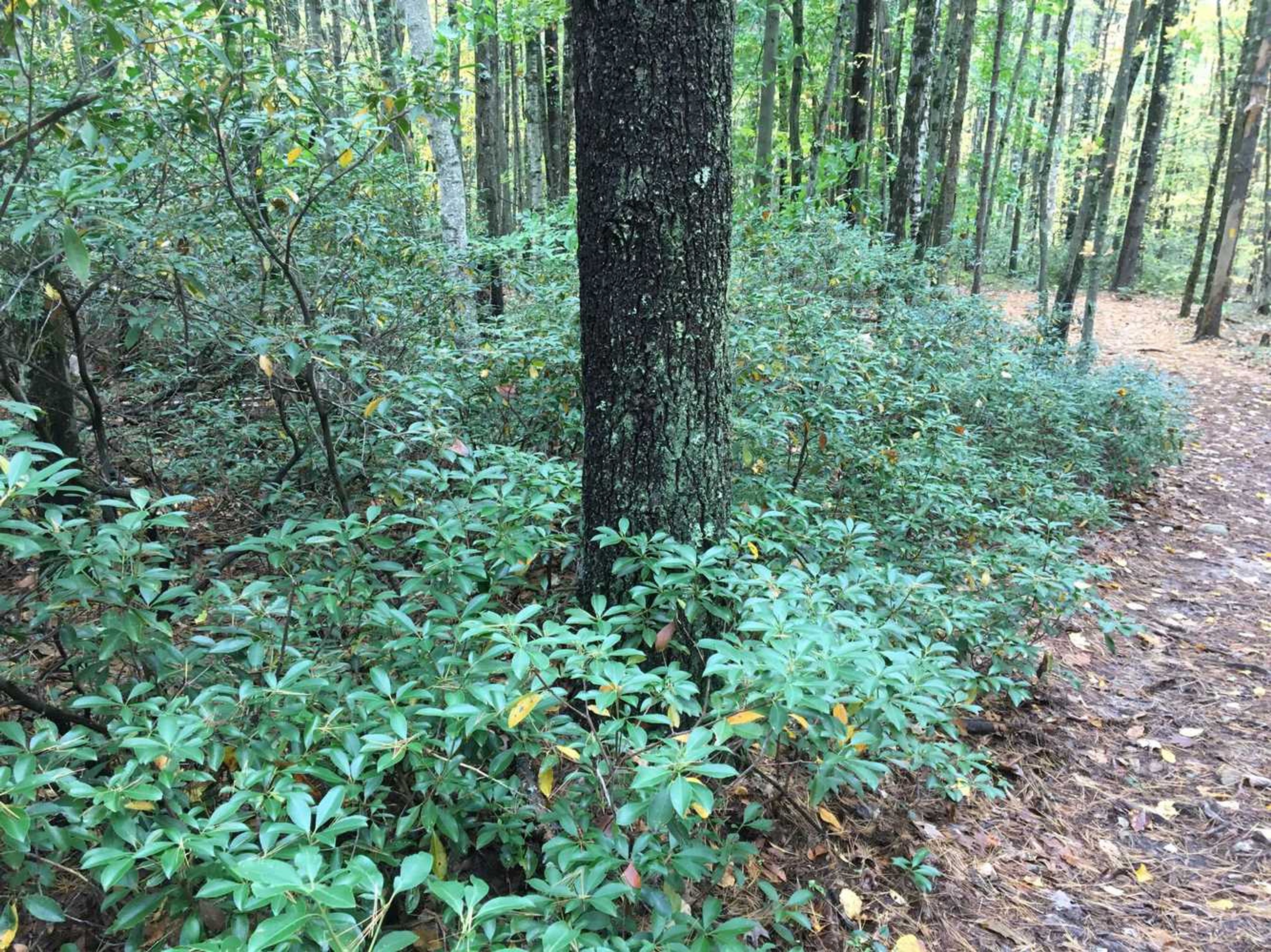 Green mountain laurel grows under a tree.