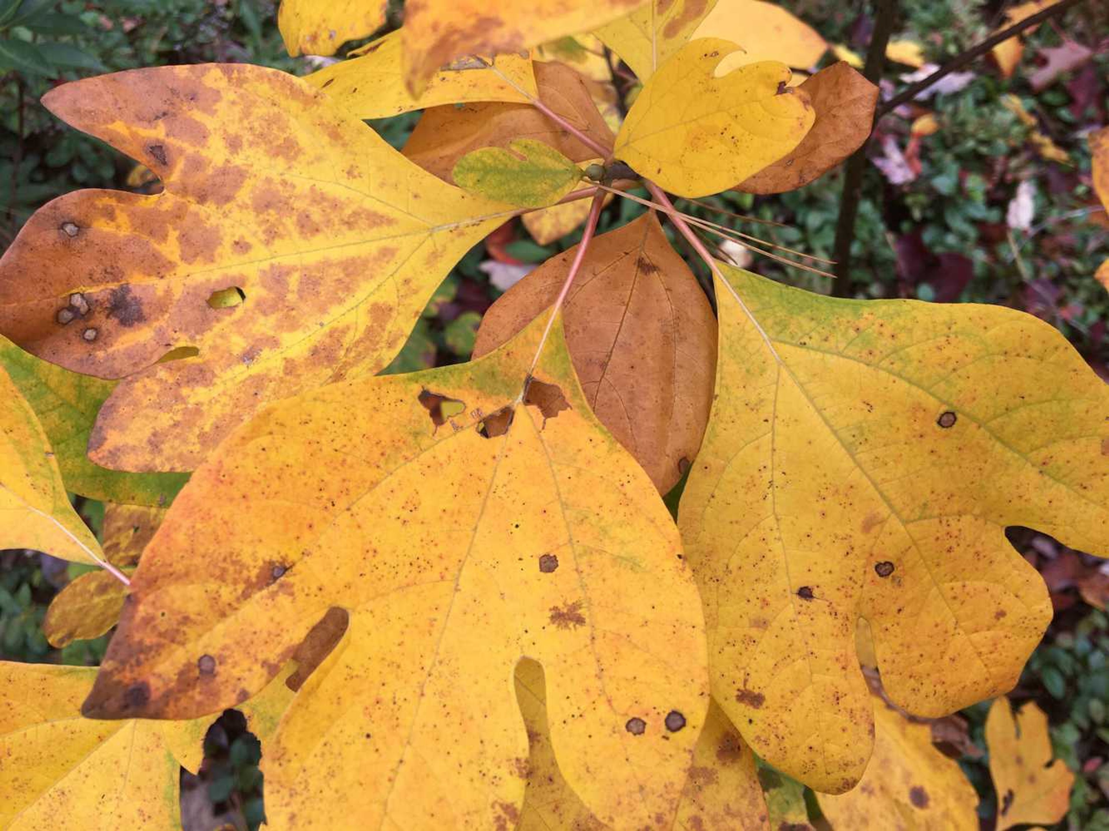 Yellow sassafras leaves.