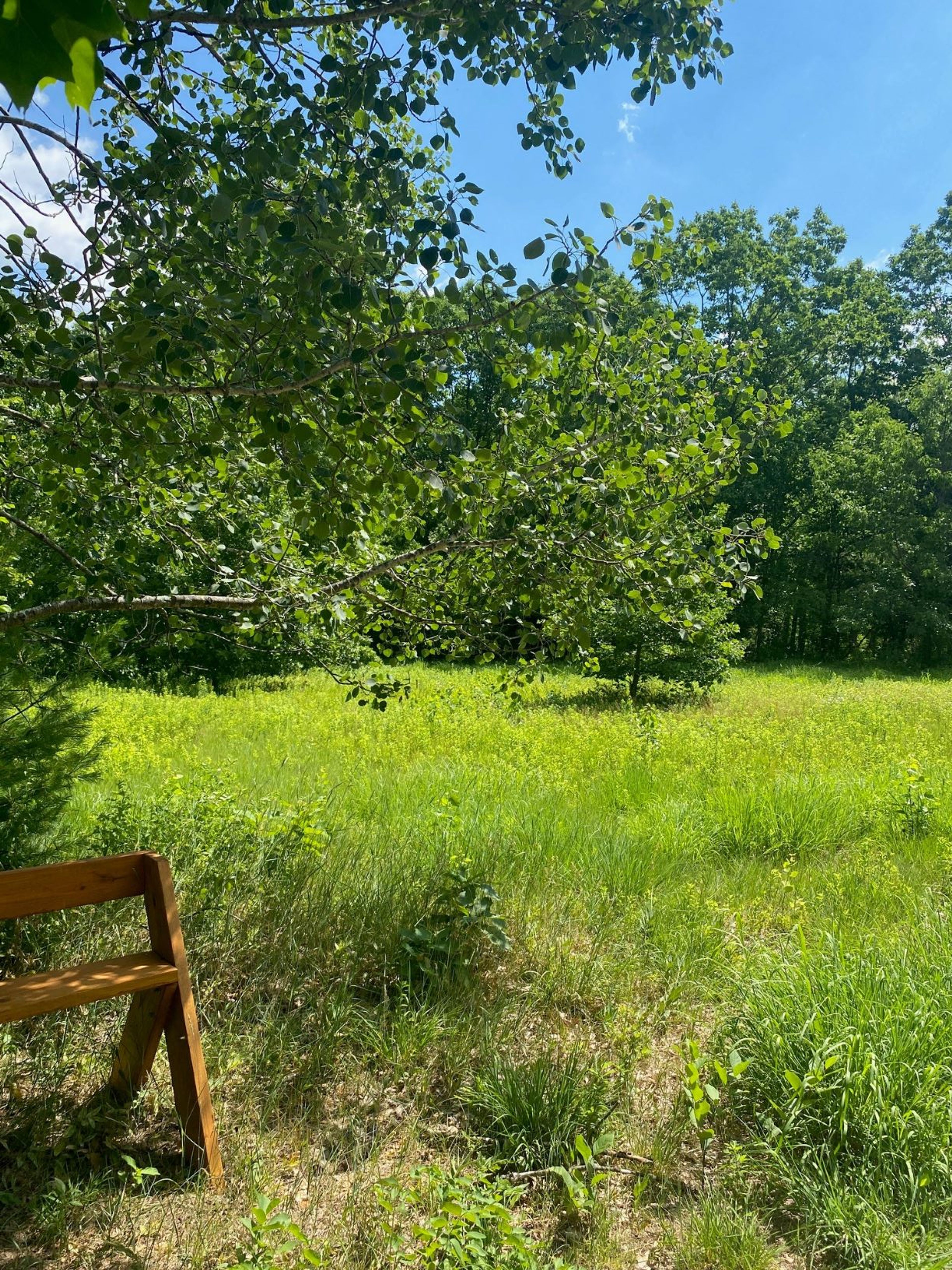 Quaking aspen behind a bench.