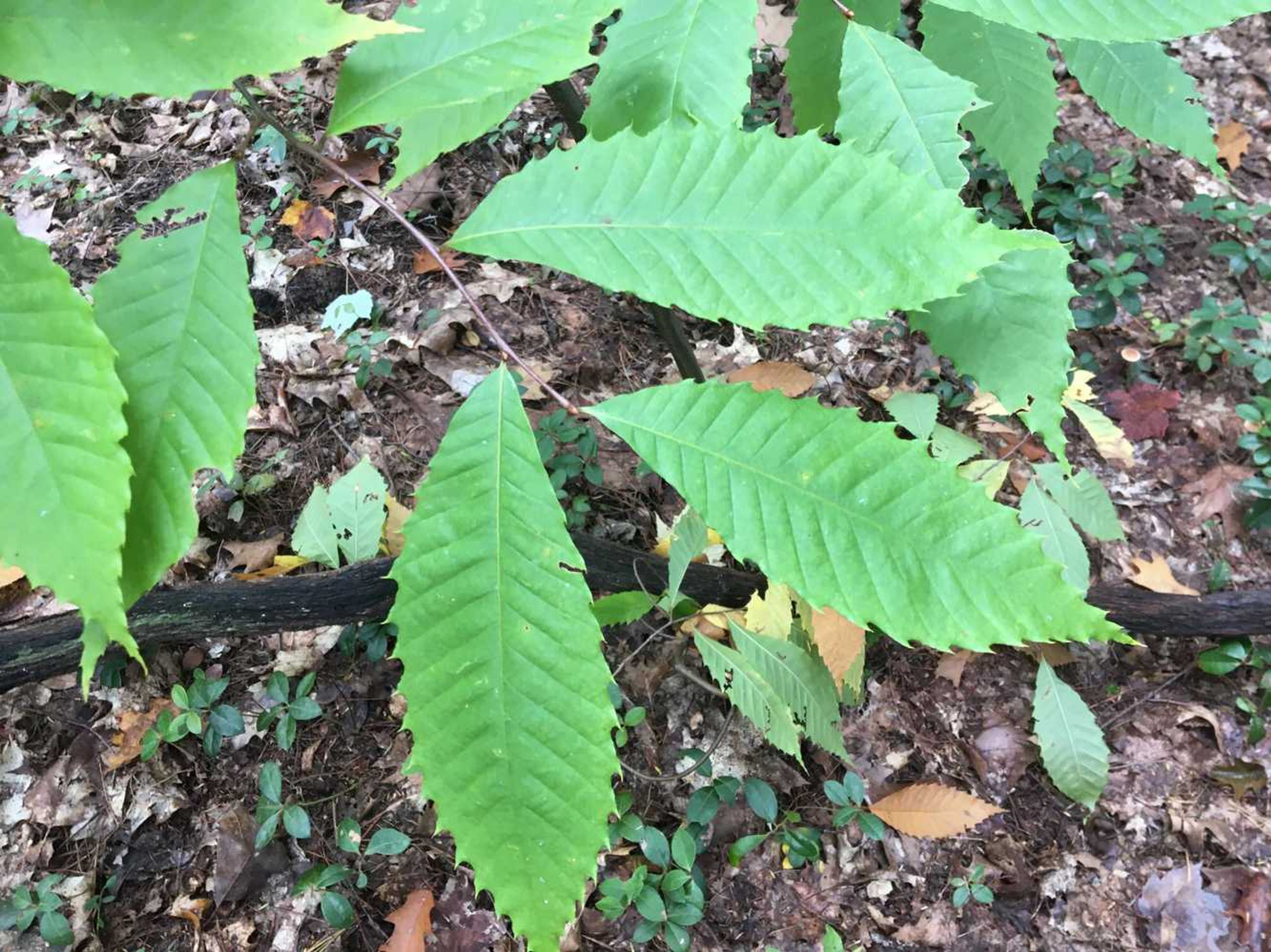 Poison ivy leaves.