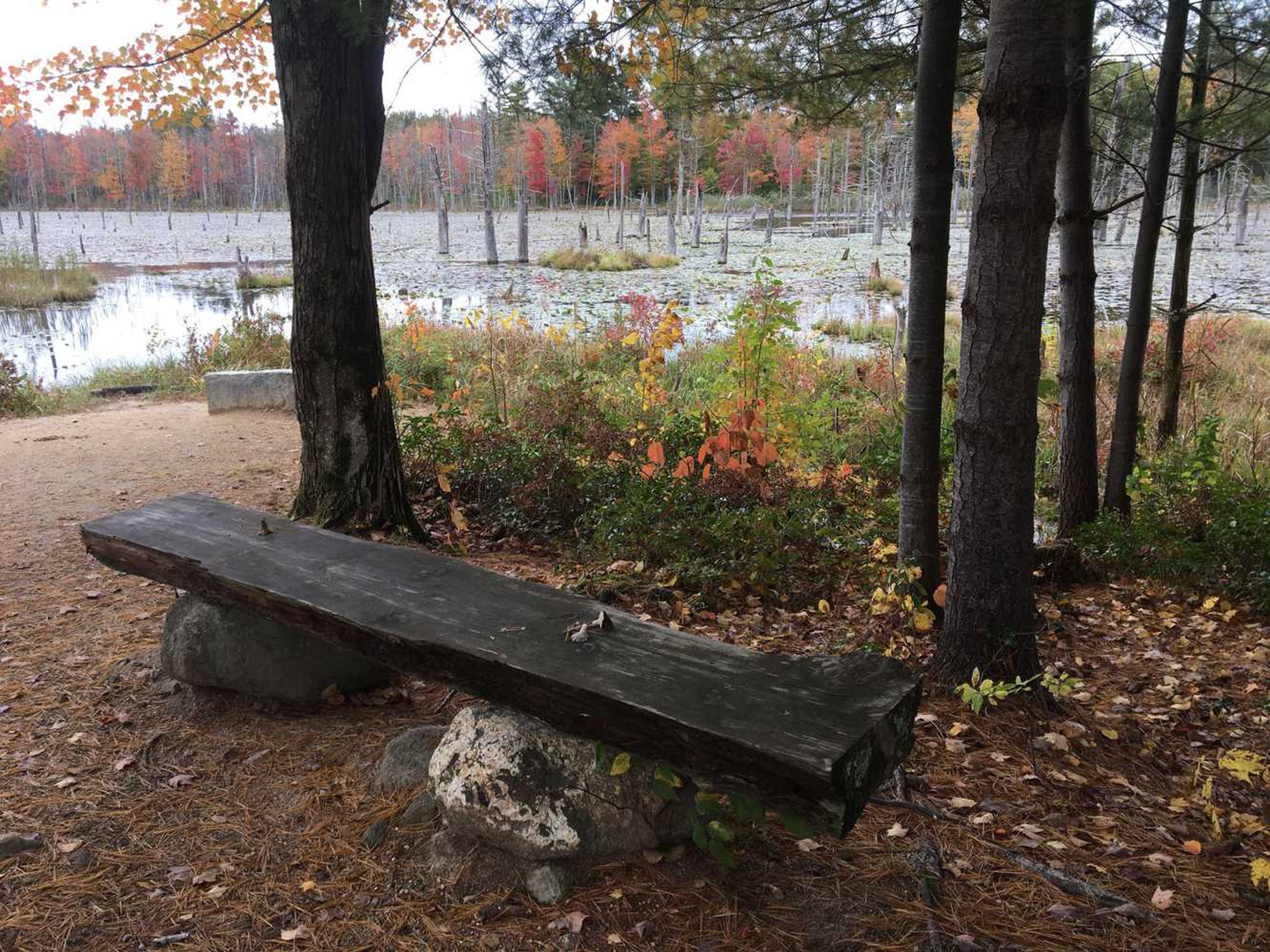 A wooden bench with an autumn view of the beaver pond.