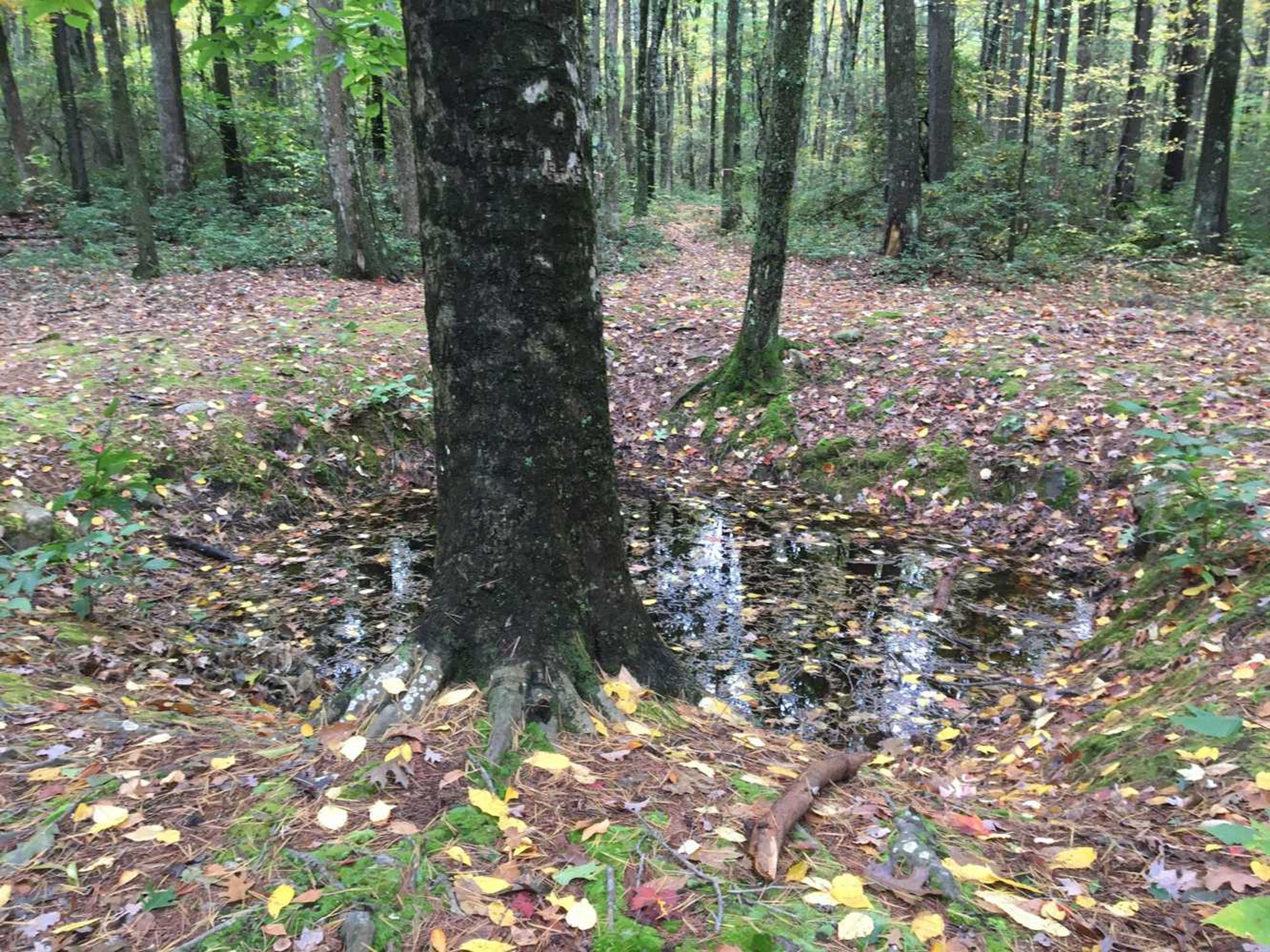 A former cellar hole near a tree.