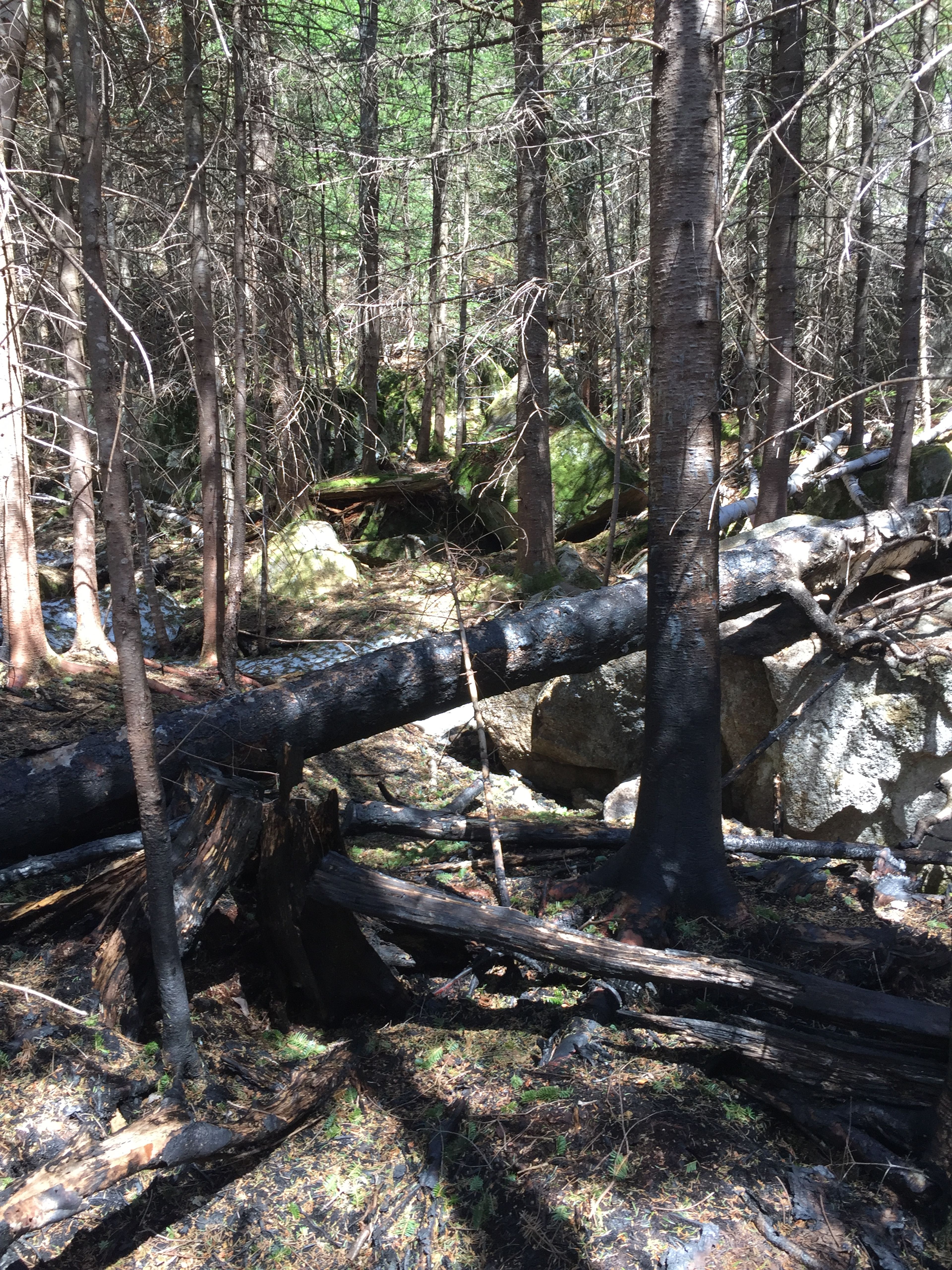 Trees felled during firefighting efforts made up "ladder fuels" for a controlled burn to contain the fire and prevent loss of property.