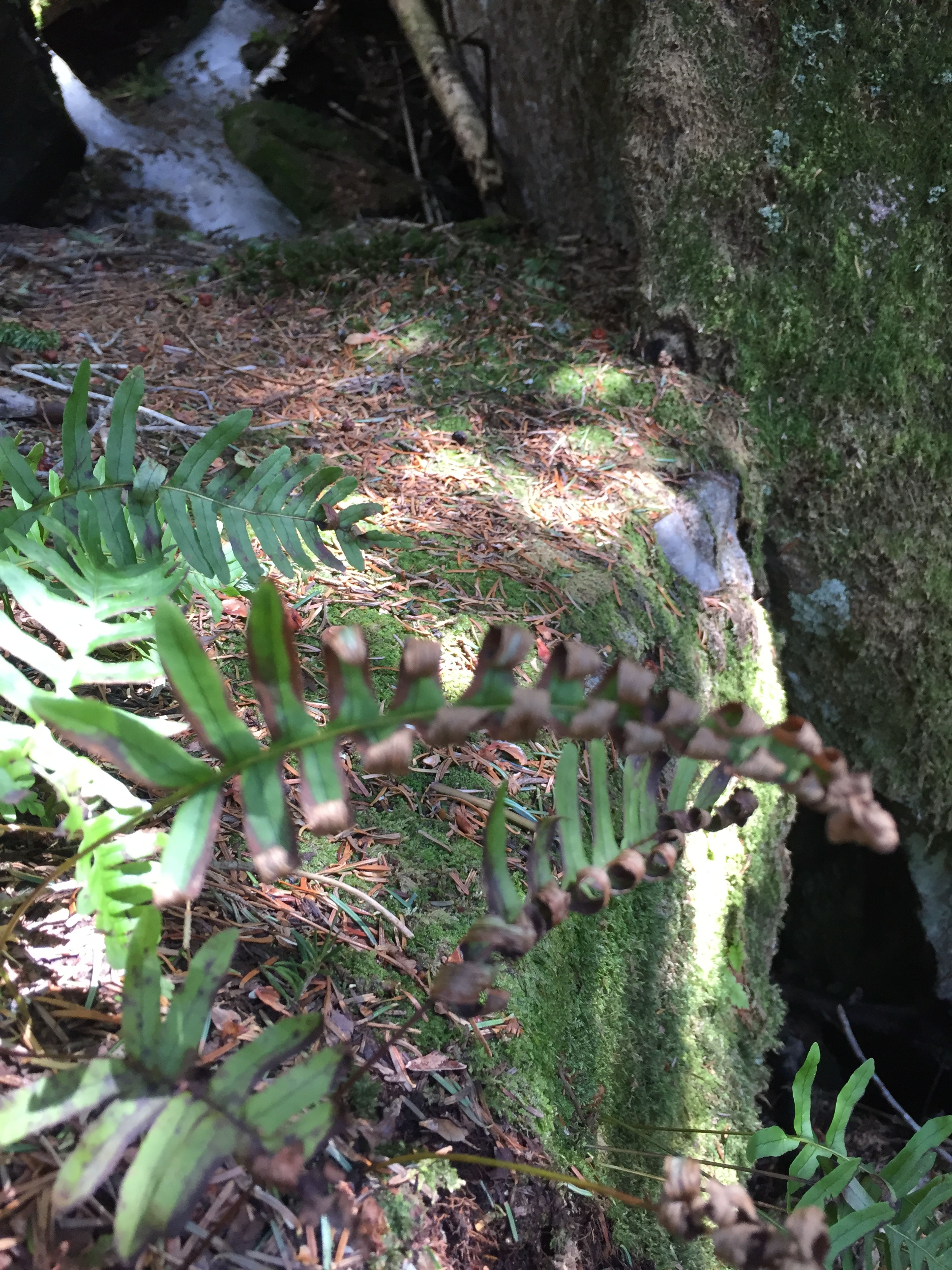 Partially scorched ferns are evidence of the 2017 fire.