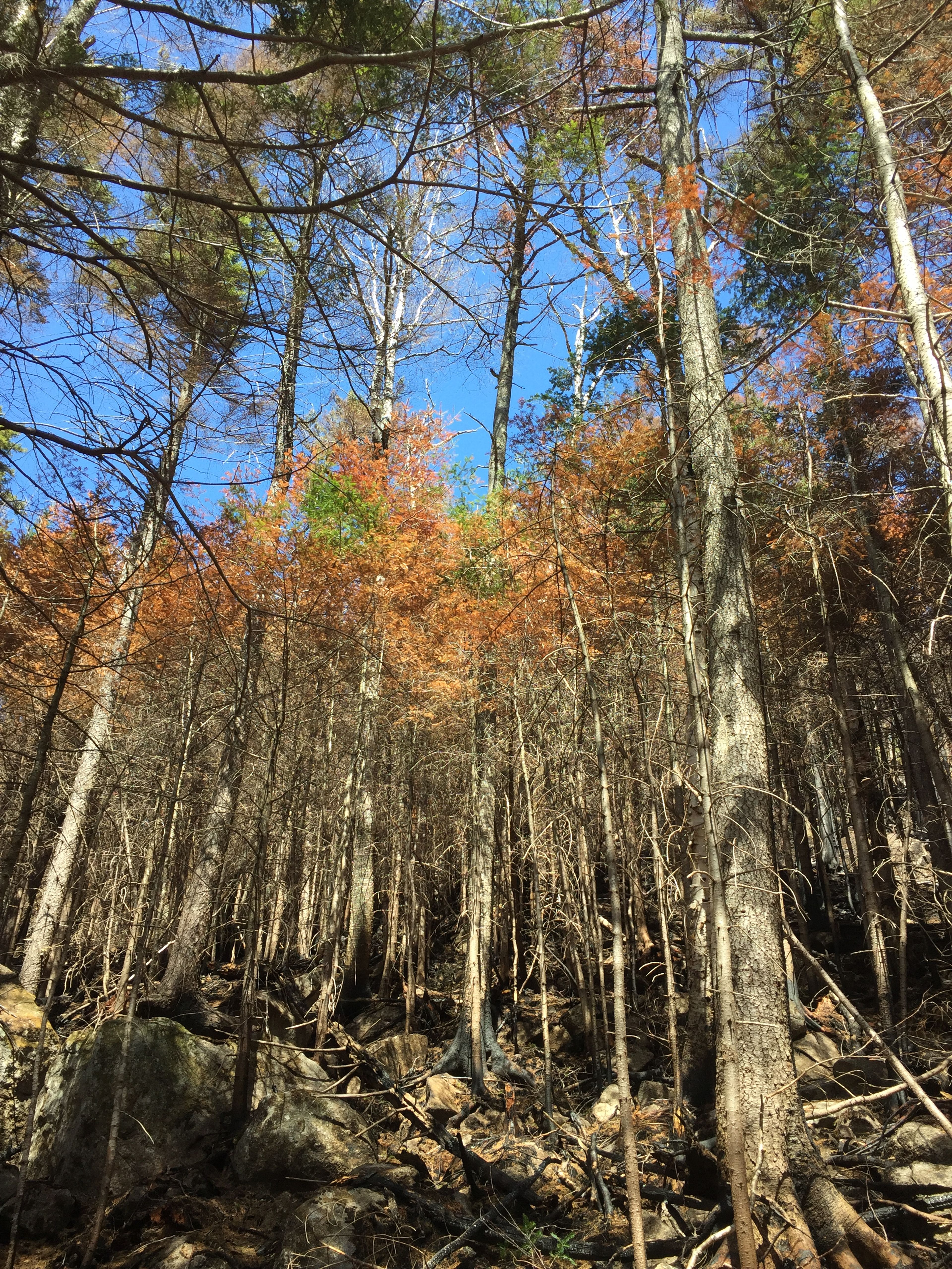 Here, the backfire intentionally set by firefighters climbed into the flammable fire needles of the understory.