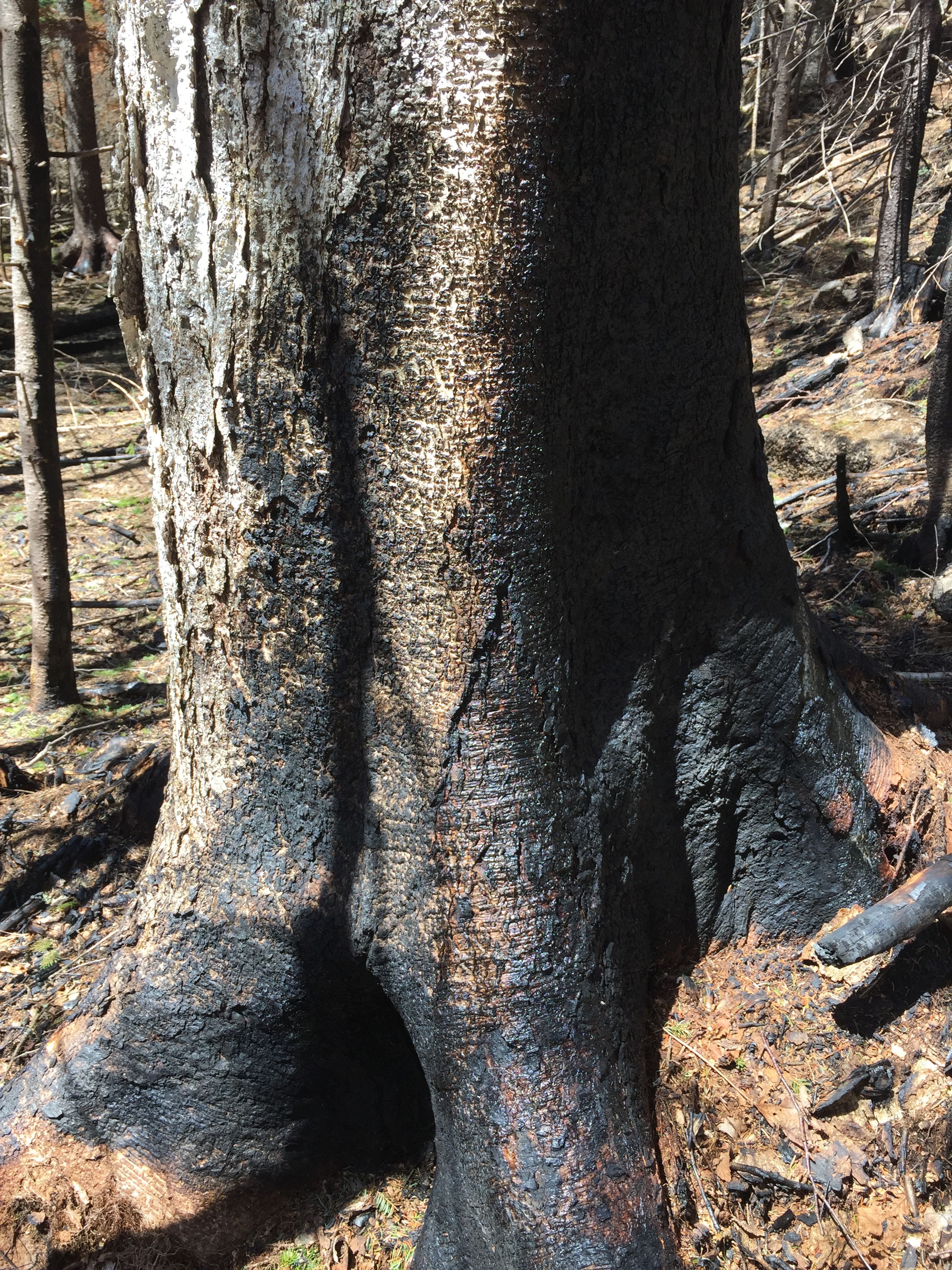 The mature forest type here is called the "transition northern hardwood" forest.