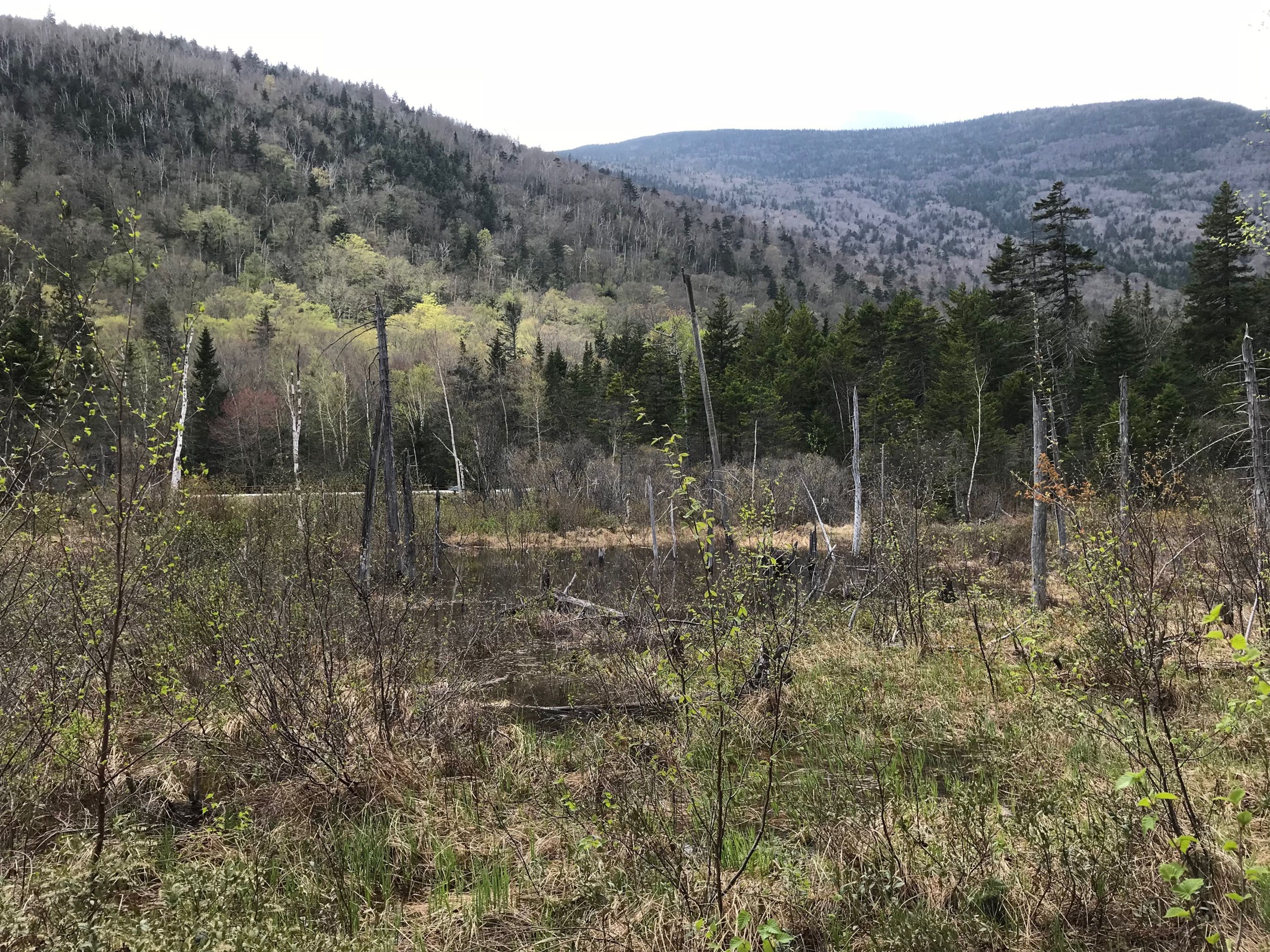 A beaver pond with hills and highway behind.