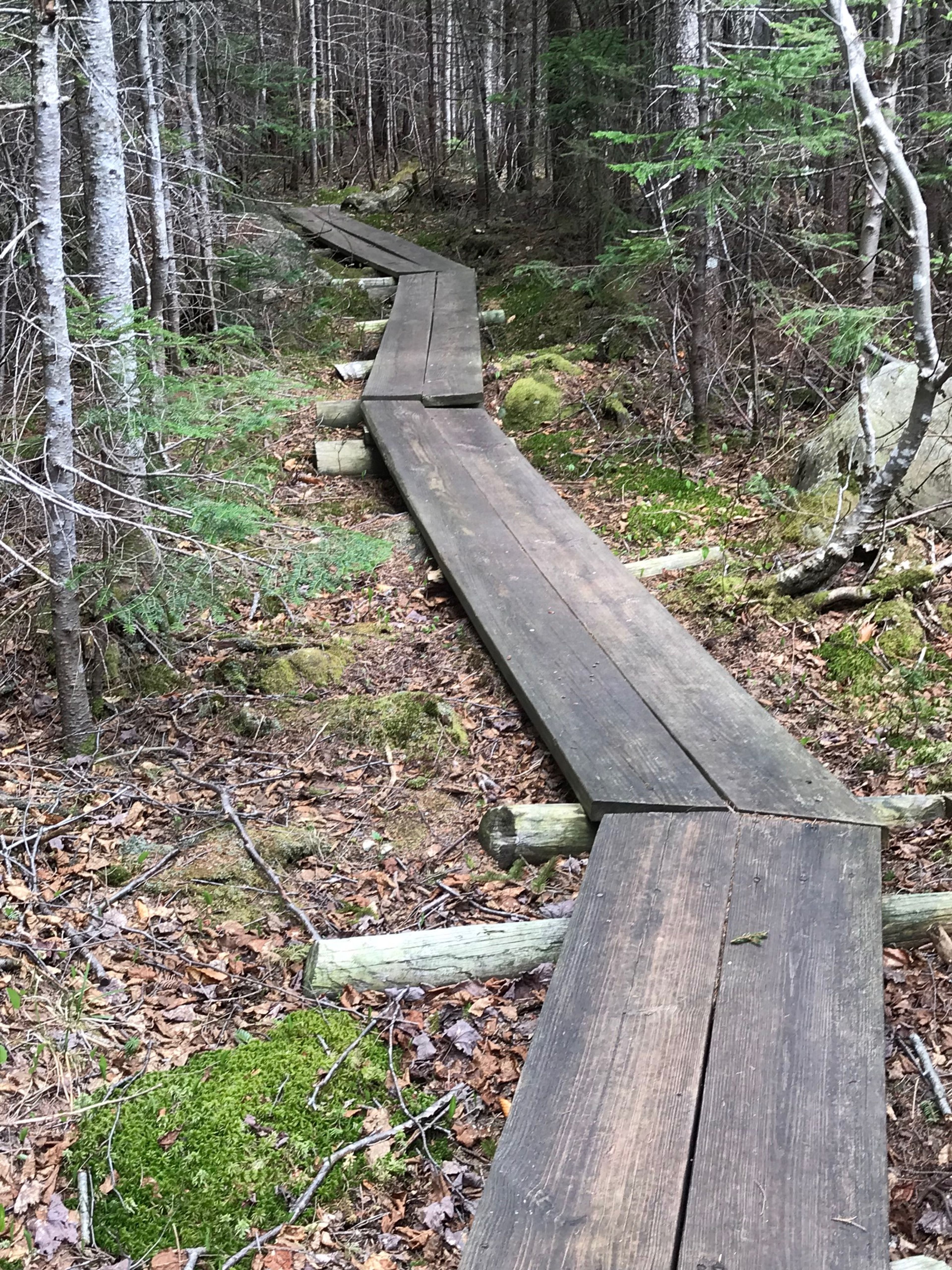 Boardwalk is built on this perennially wet section of the trail.