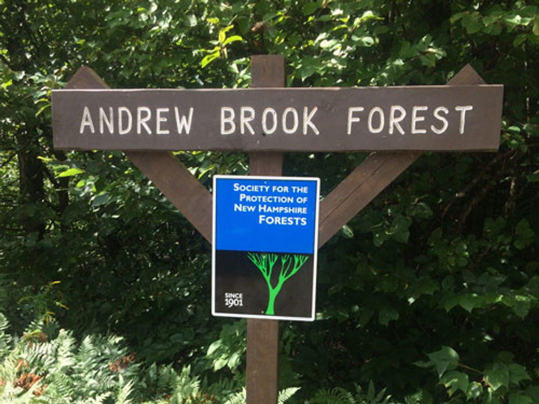 The entrance sign at Andrew Brook Forest, owned and managed by the Forest Society.