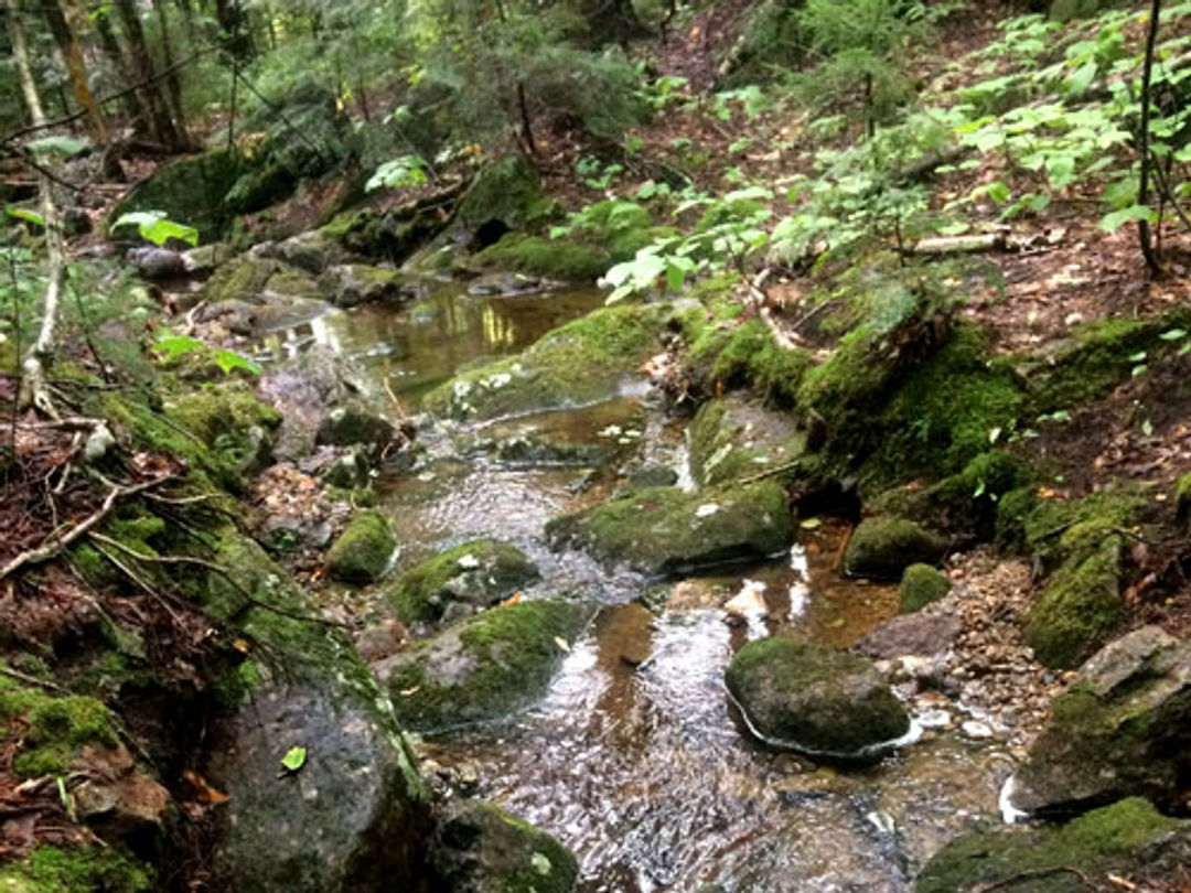 A small feeder stream, with moss-covered rocks, flows to the main stem of Andrew Brook.