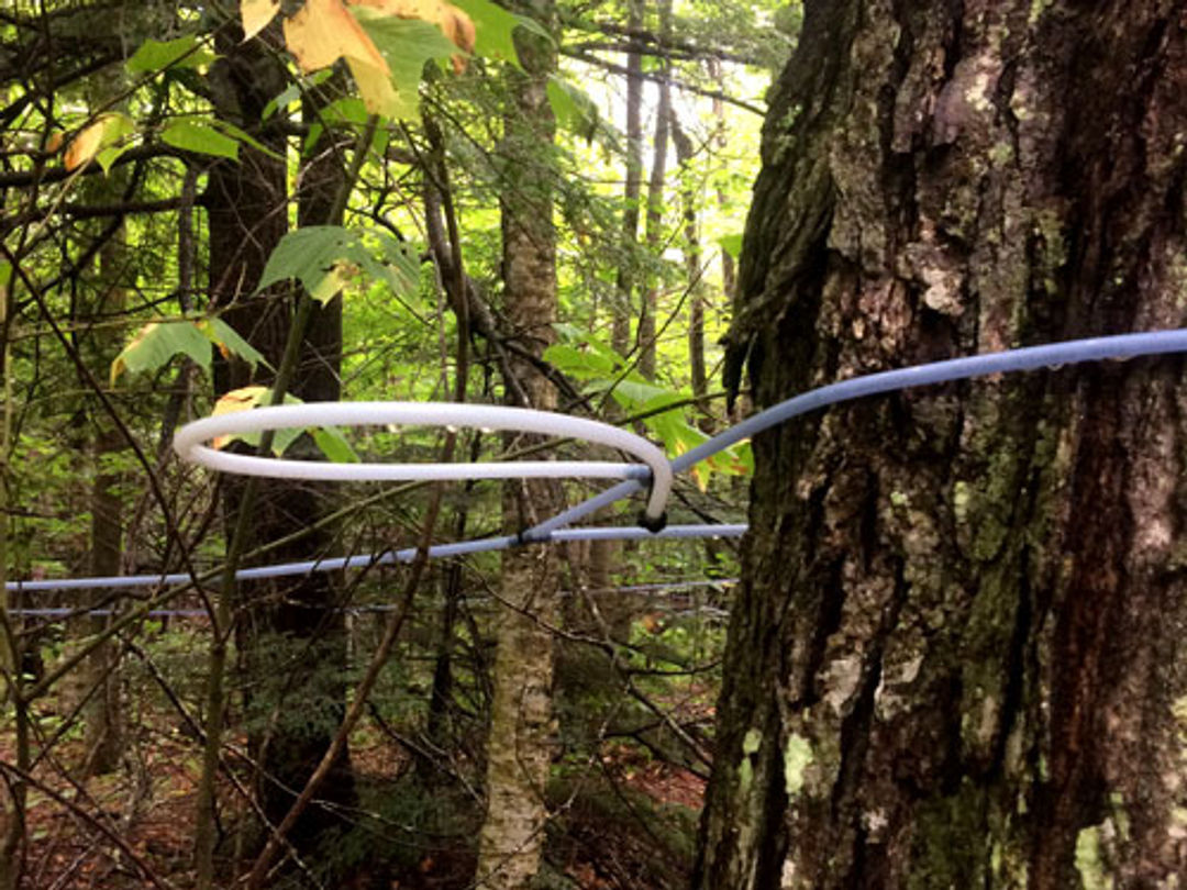 These sugaring lines, or tubes, allow the collection of maple sap.