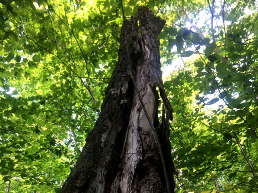 A standing dead tree like this one is called a "snag."