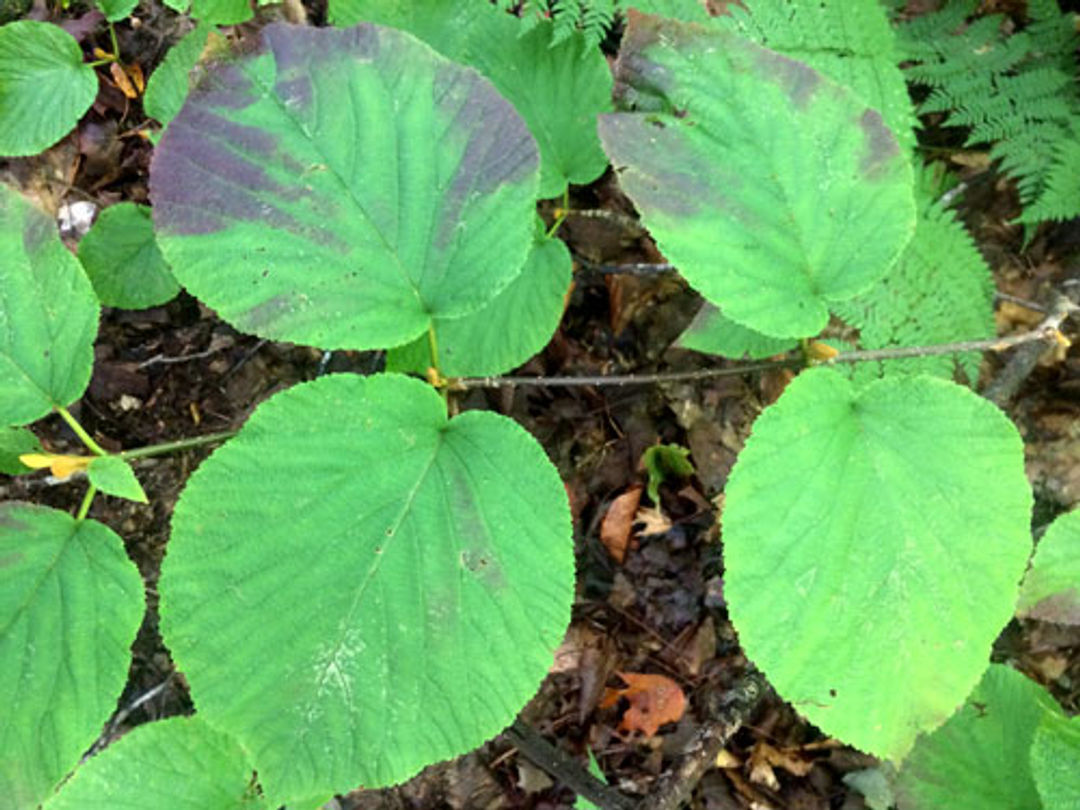 Green hobblebush leaves grow large white flowers in May.