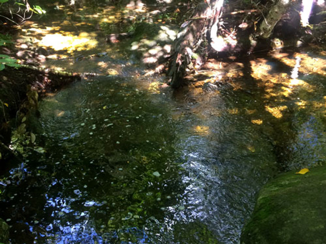 The swimming hole at Andrew Brook is a popular place to cool off.