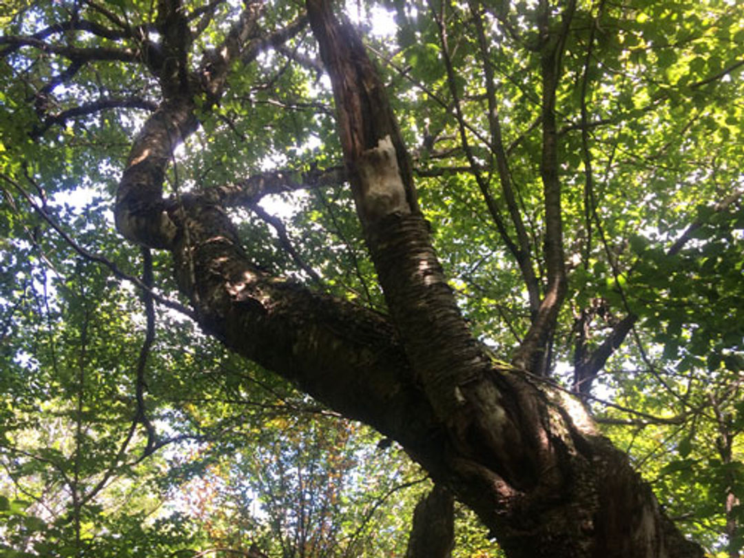 This old, rotting white birch likely originated with logging operations conducted prior to 1900.