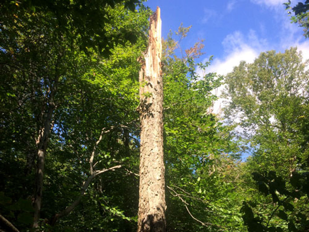 This snag was created when a tree was struck by lightning, causing the sap to cook into a kind of varnish.