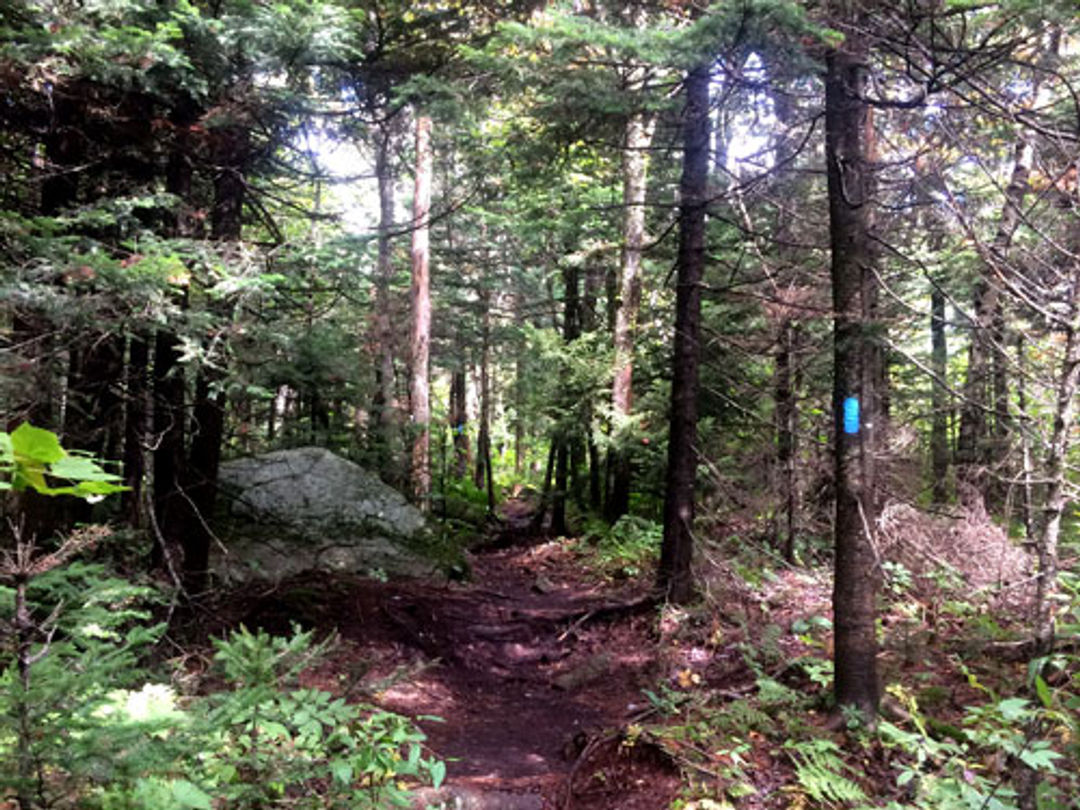 The trail winds through a boreal forest of red spruce.