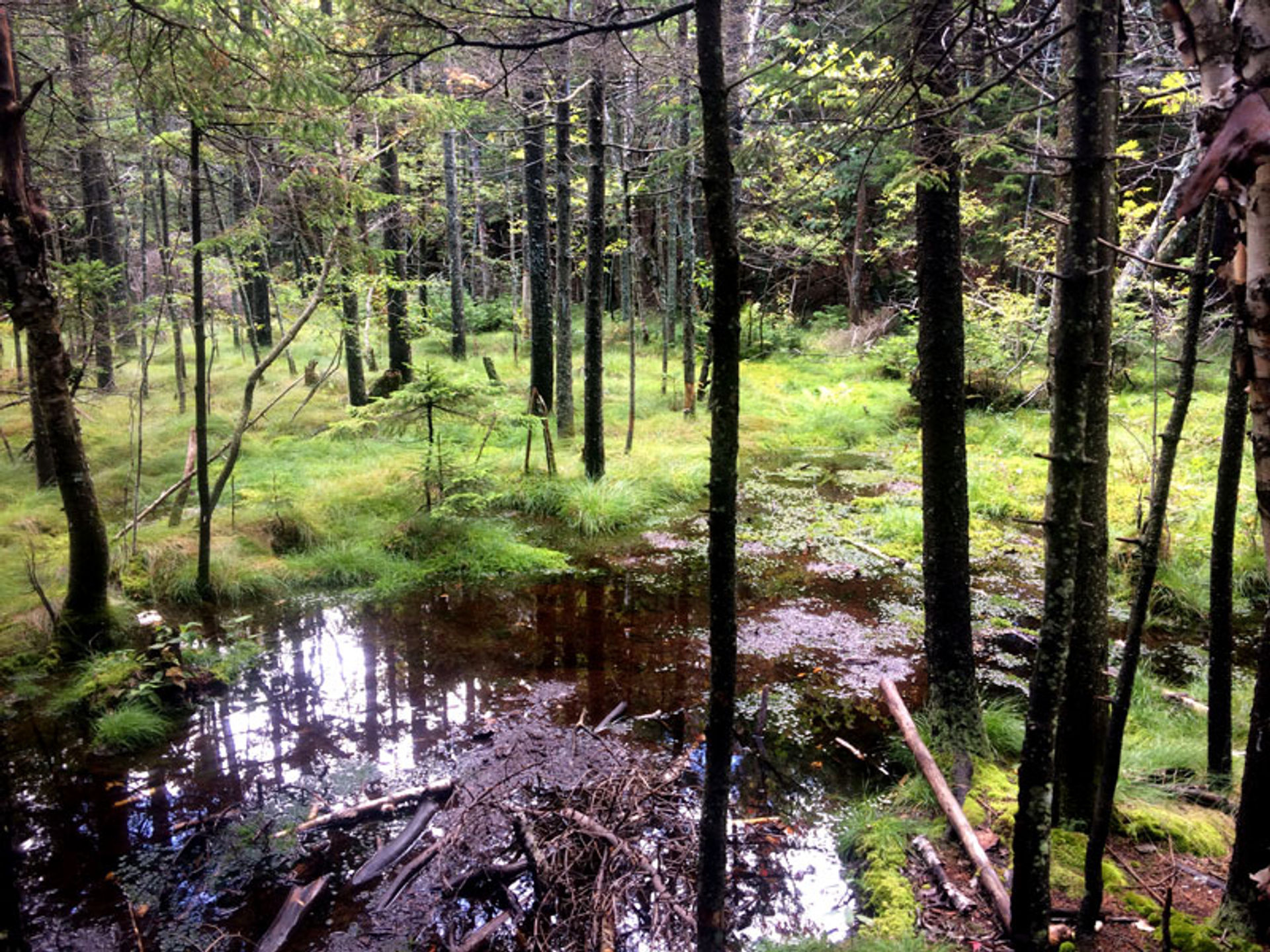 A small bog has a floating mat of peat.