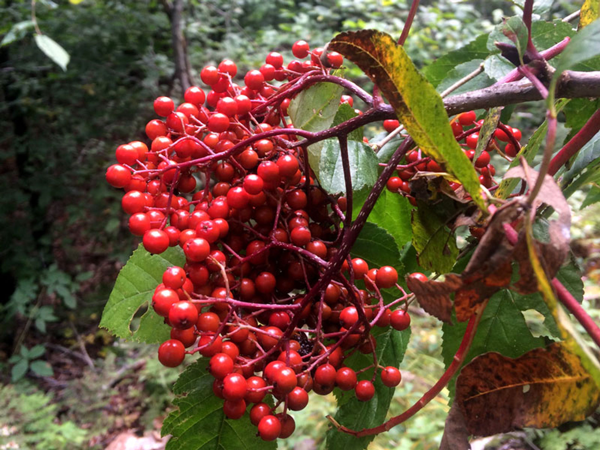 These bright orange-red berries are American Mountain Ash, native to the mountains of the Northeast.