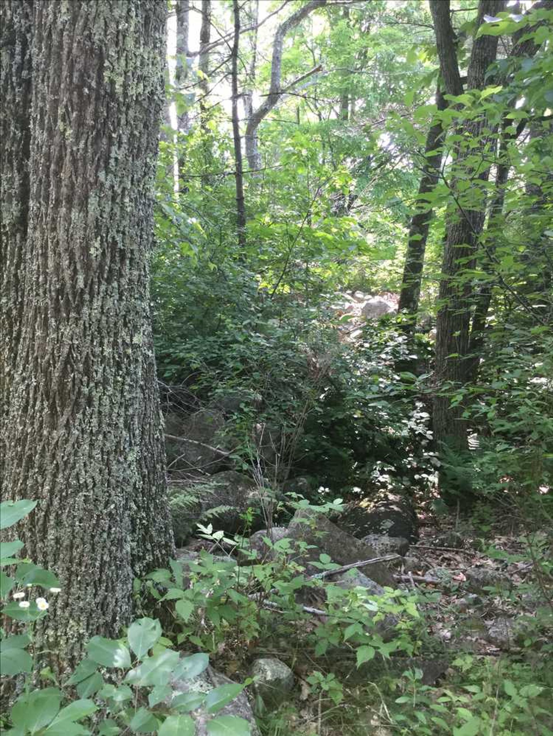 These stones are remnants of the stone foundation of Avery Farm buildings.