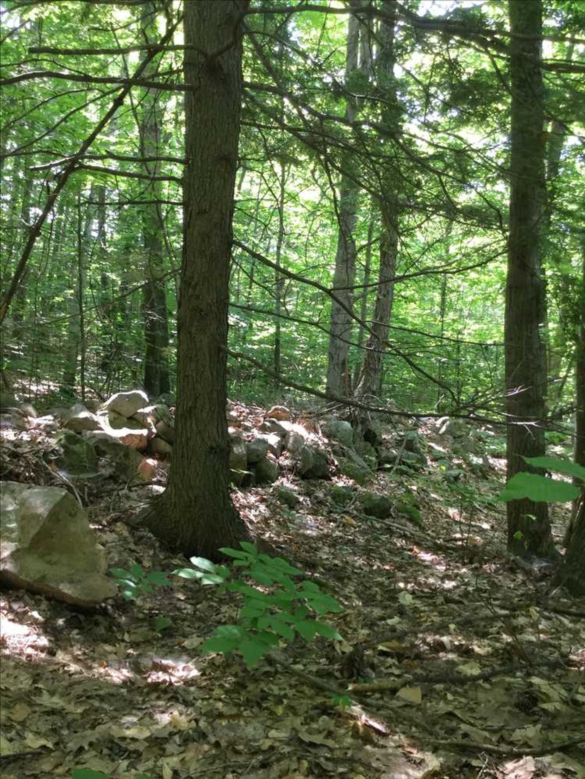 A stonewall extends through the forest.