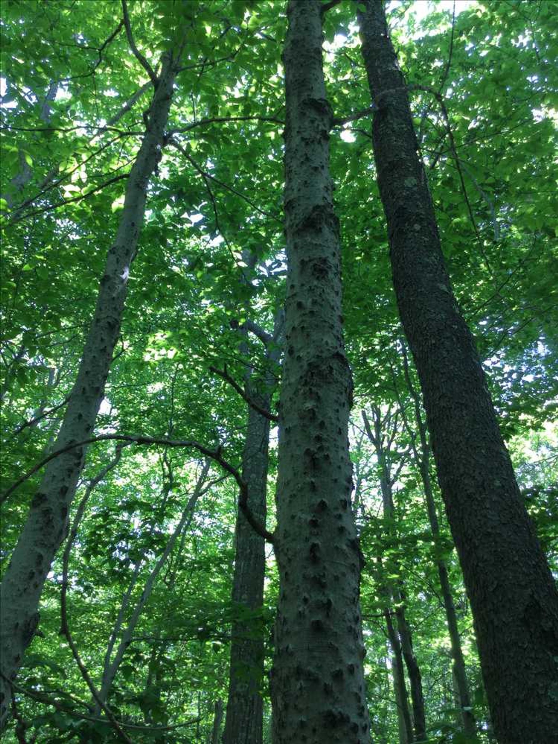 Here, the beech trees you see are in poor condition.