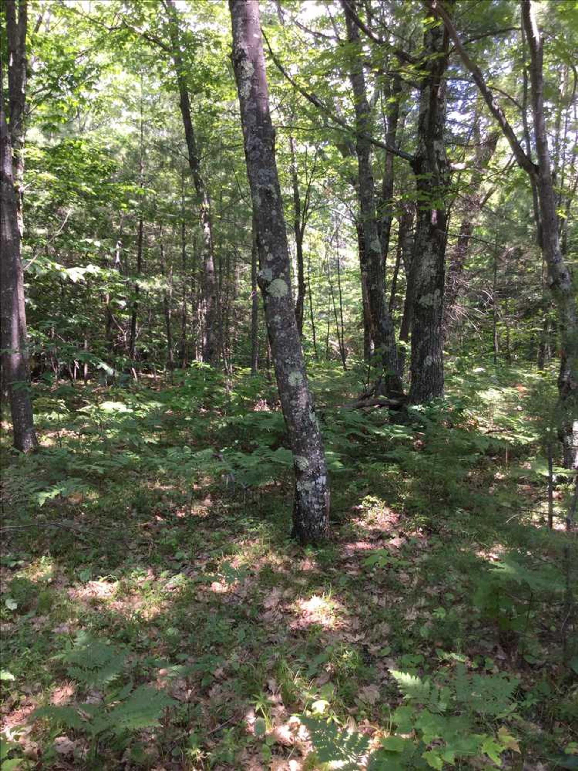 This area is known as an oak savannah, where shallow bedrock causes soil to remain dry.