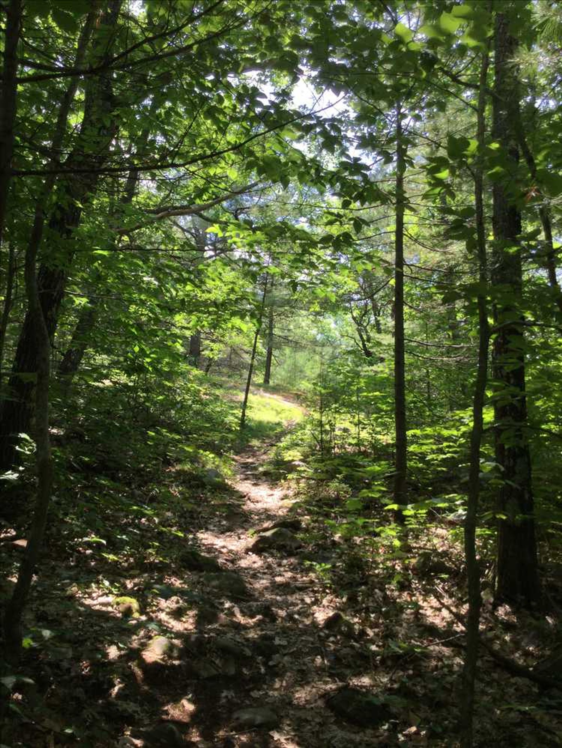 This type of forest supports water-loving plants, such as maple, beech, and birch trees.