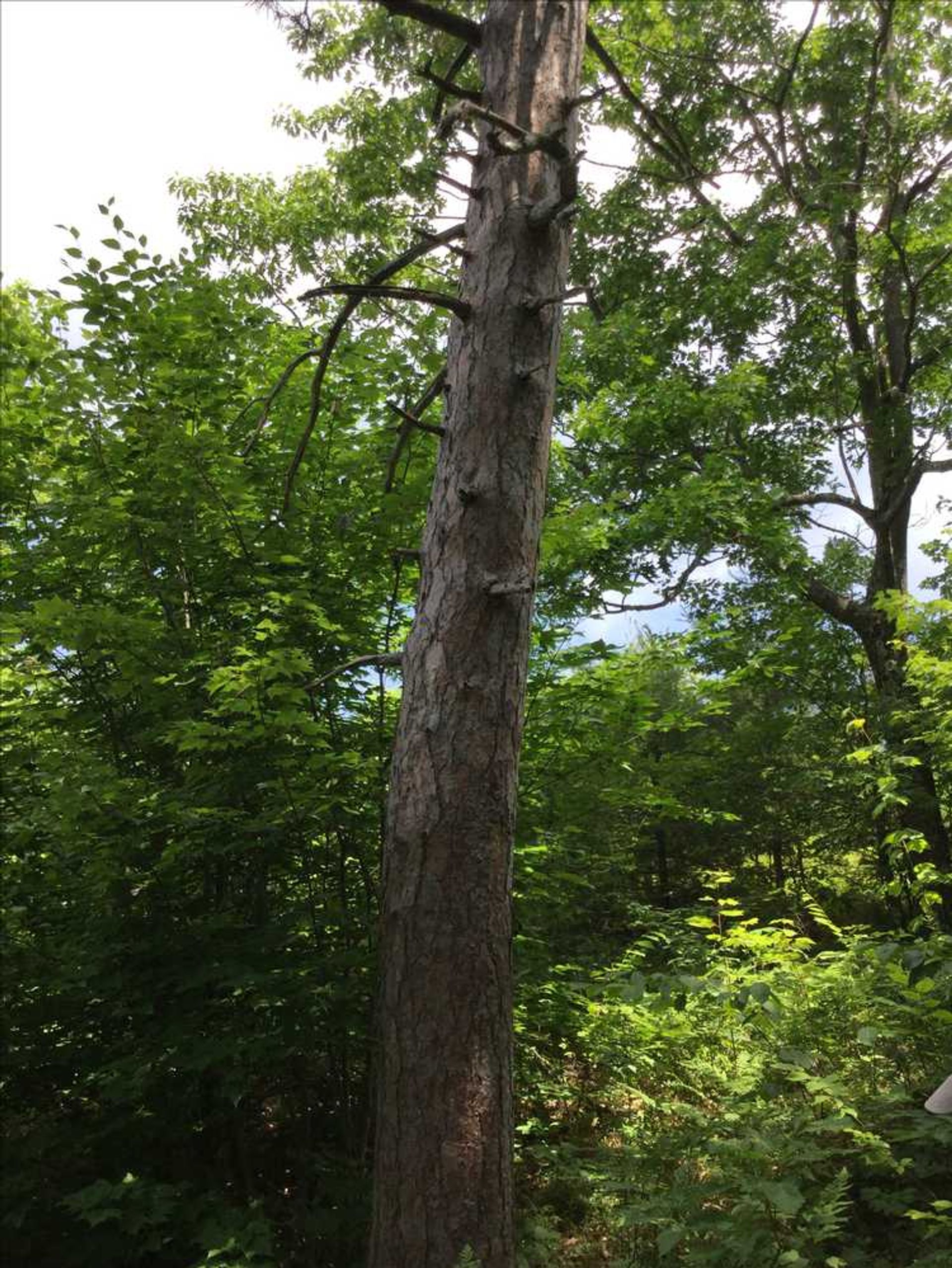 A pine tree in the forest.