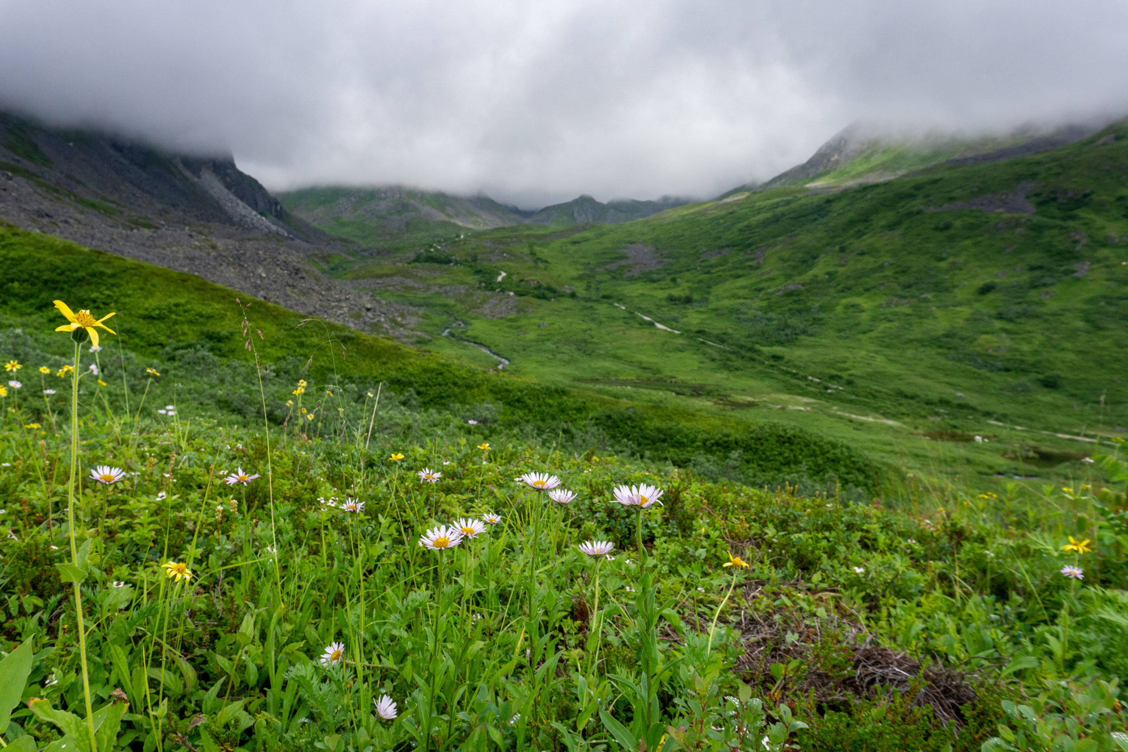 Flowers alon the Arch Prospect trail looking up Archangel Valley.