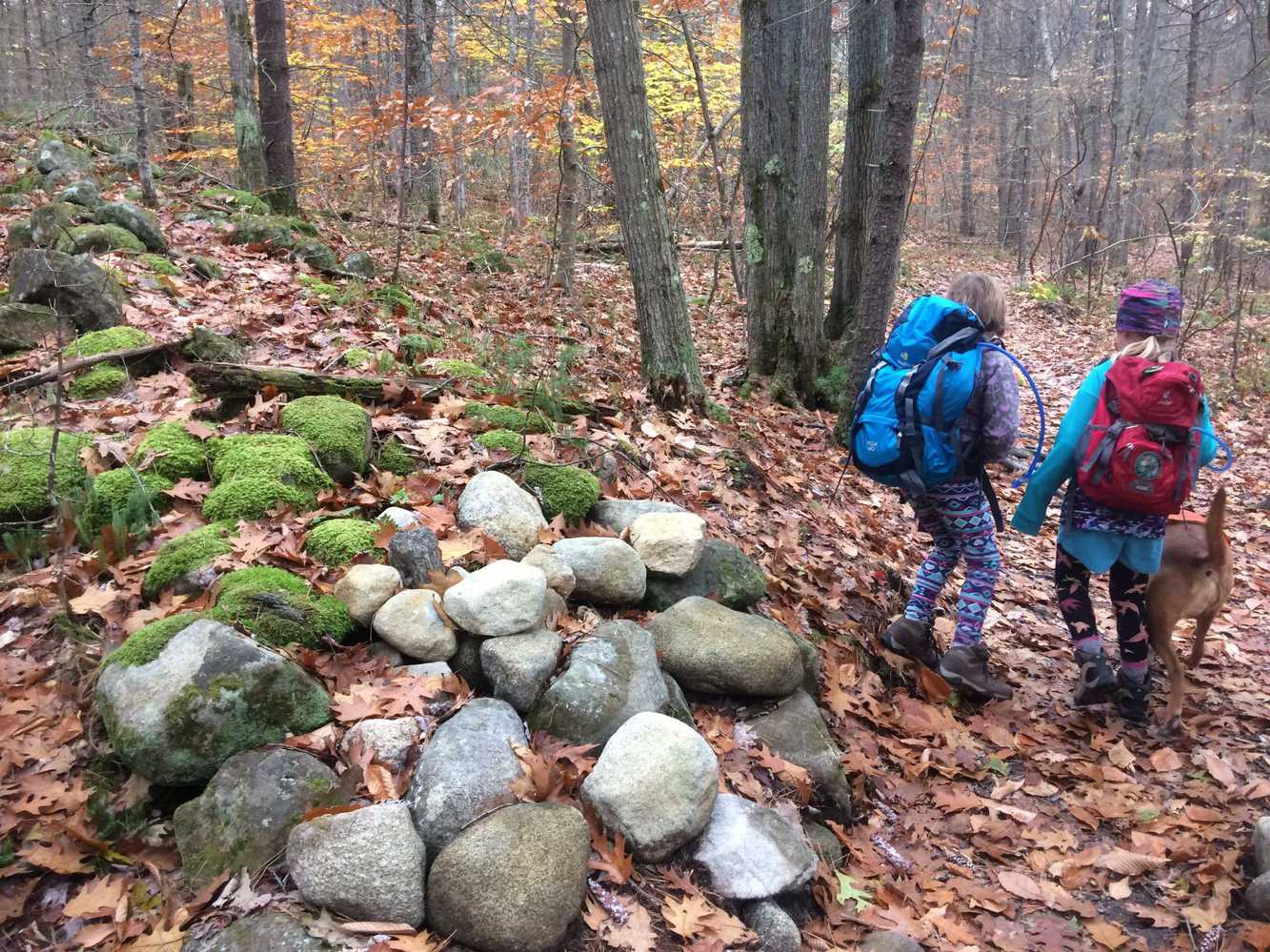 A leaf covered trail through the woods.