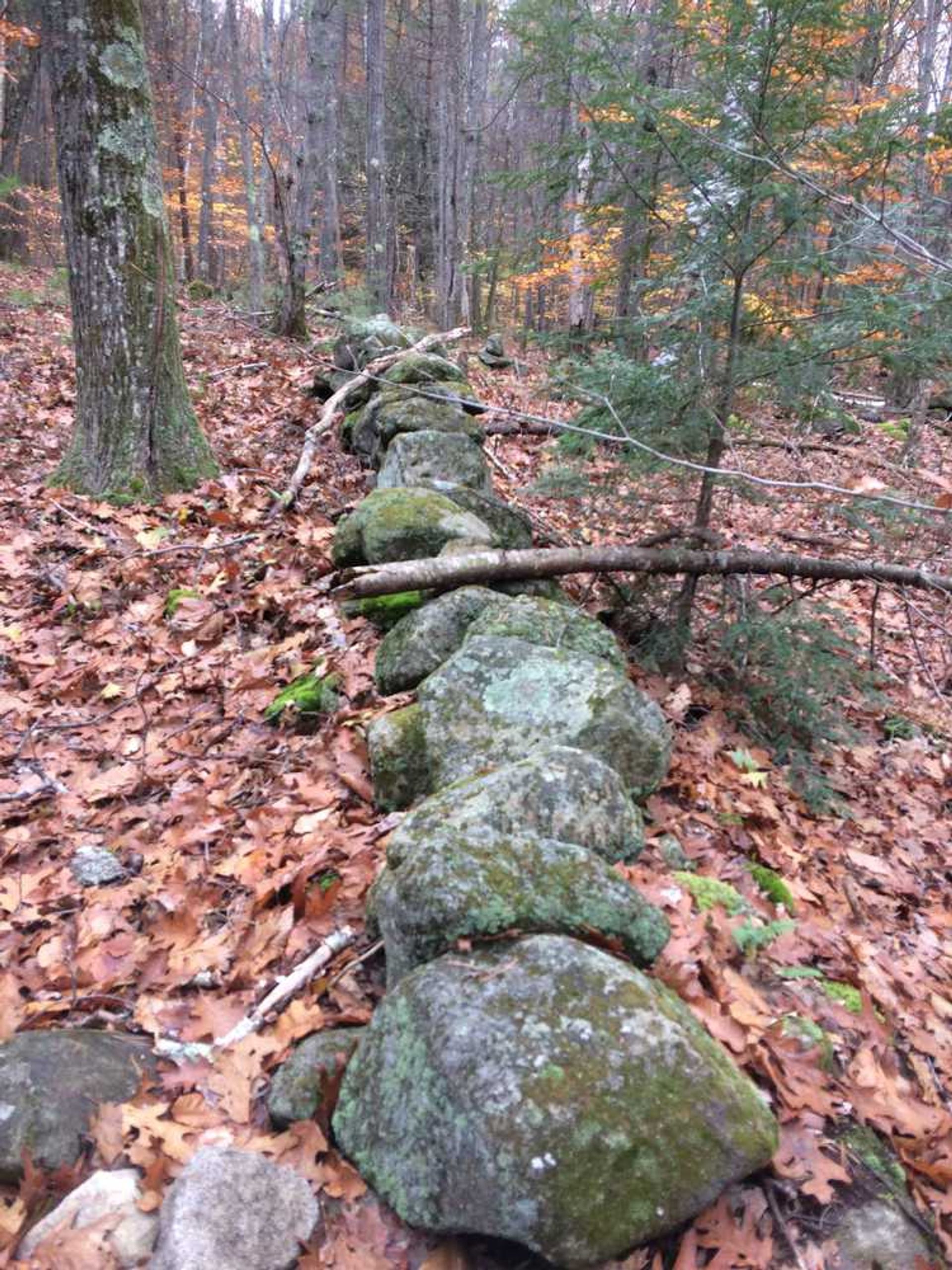 A rock wall in the forest.