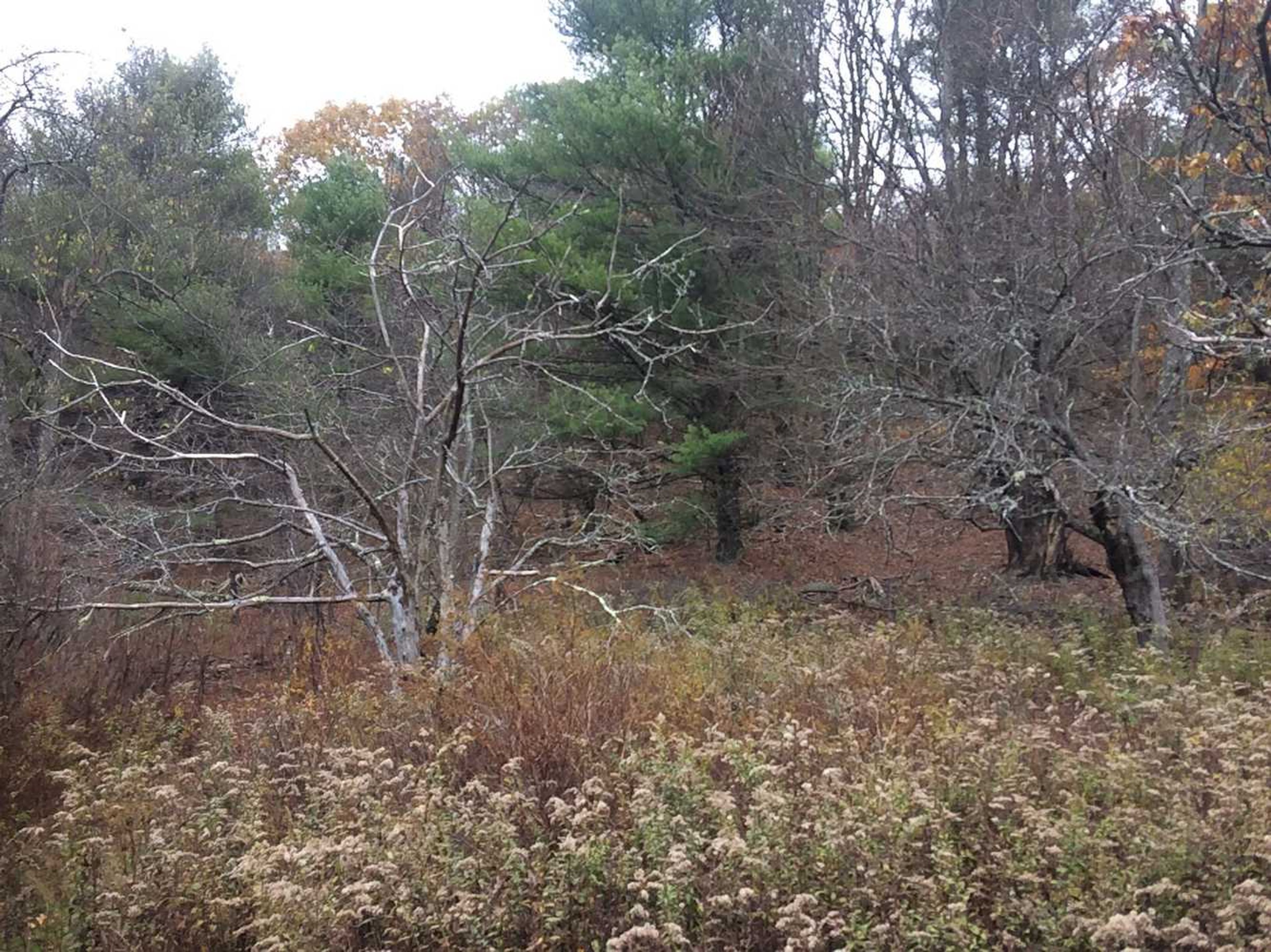 A view of a field surrounded by forest.