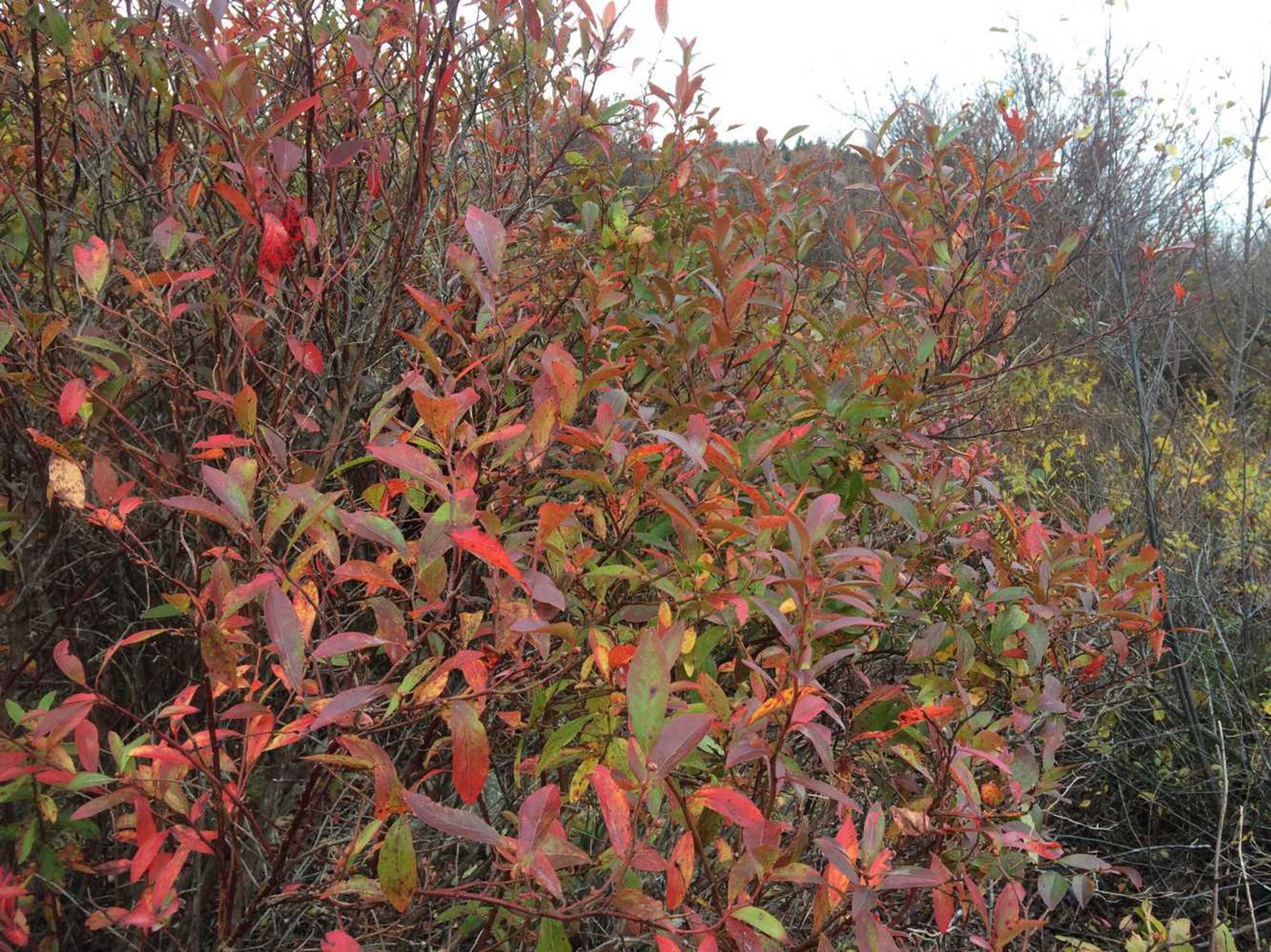 Red leaves in autumn.