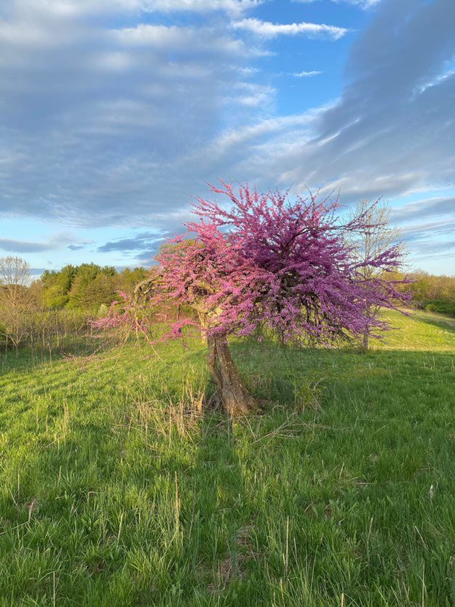 Red Bud at Meadow Ridge