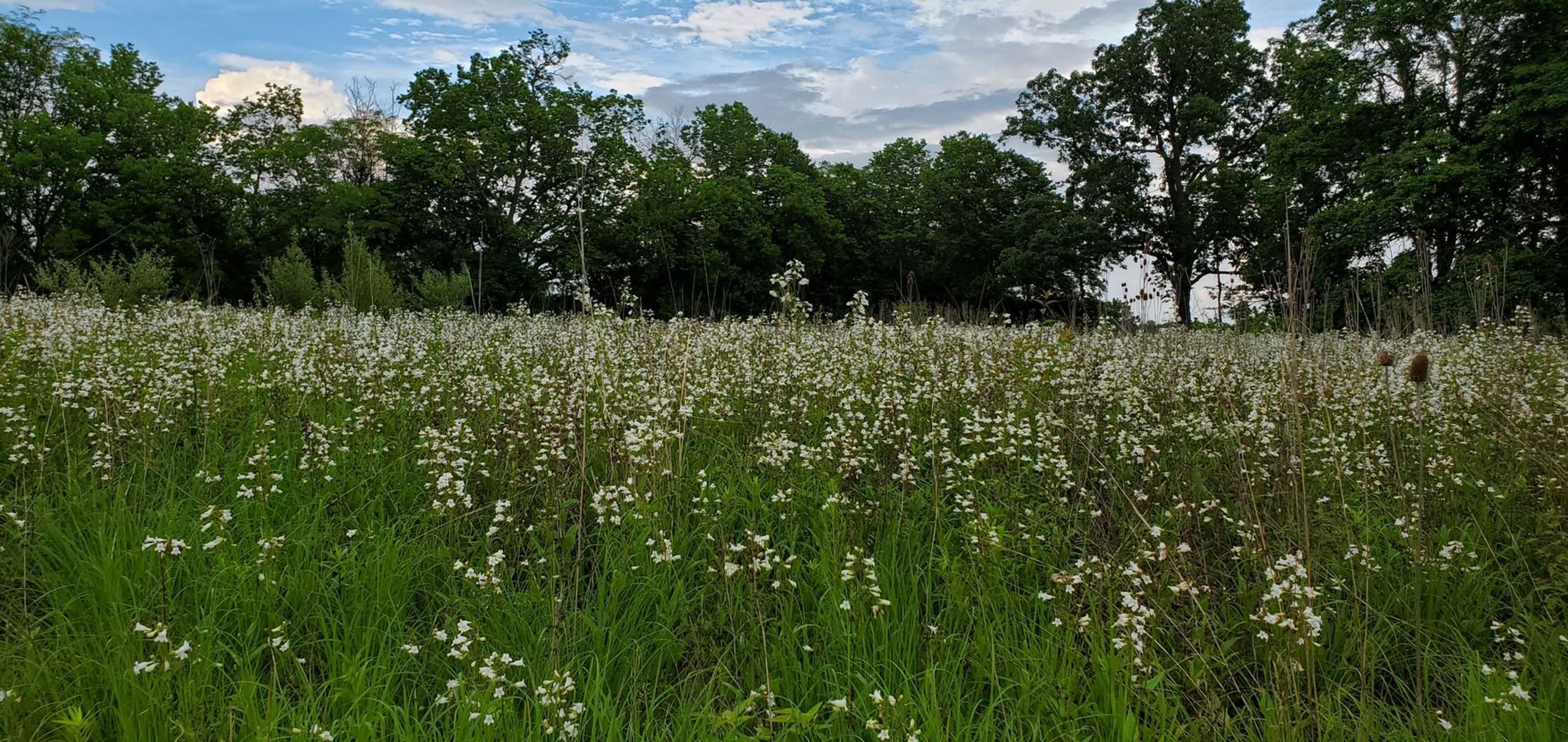 Wildflowers at Timberman Ridge 