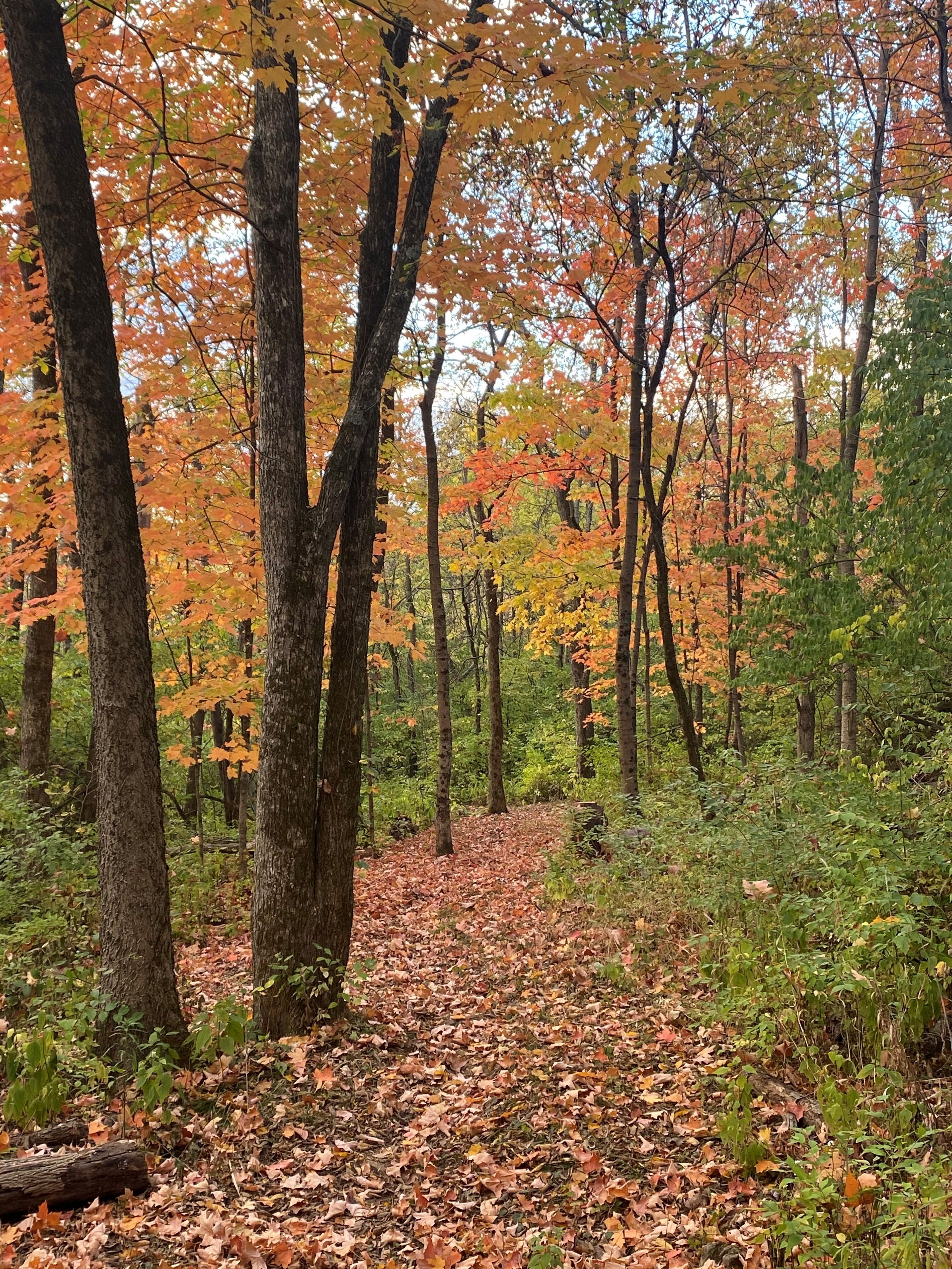 Valleyview Trail at Sebald Area