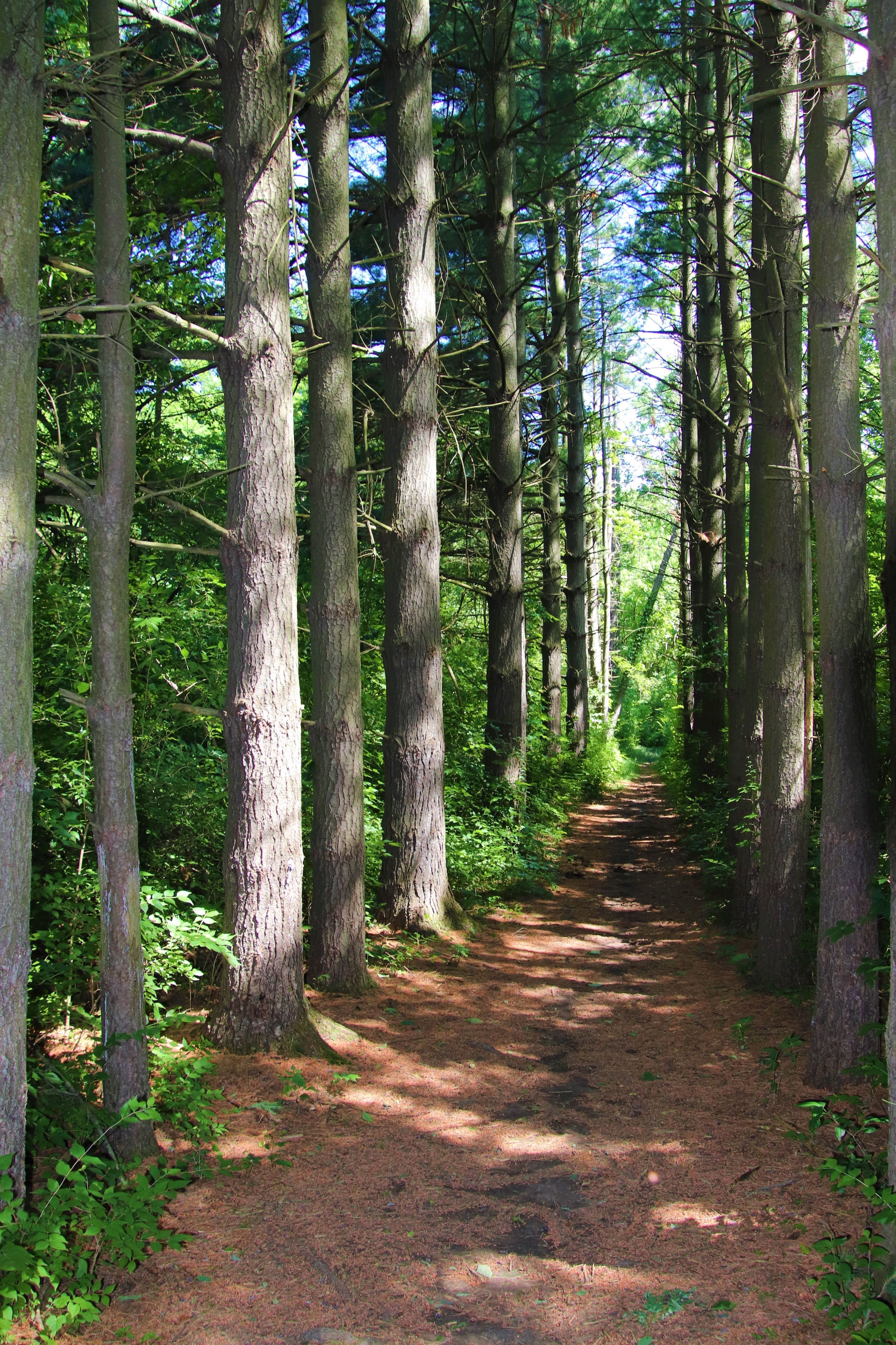 Mound Trail at Springfield Road area of Indian Creek MetroPark