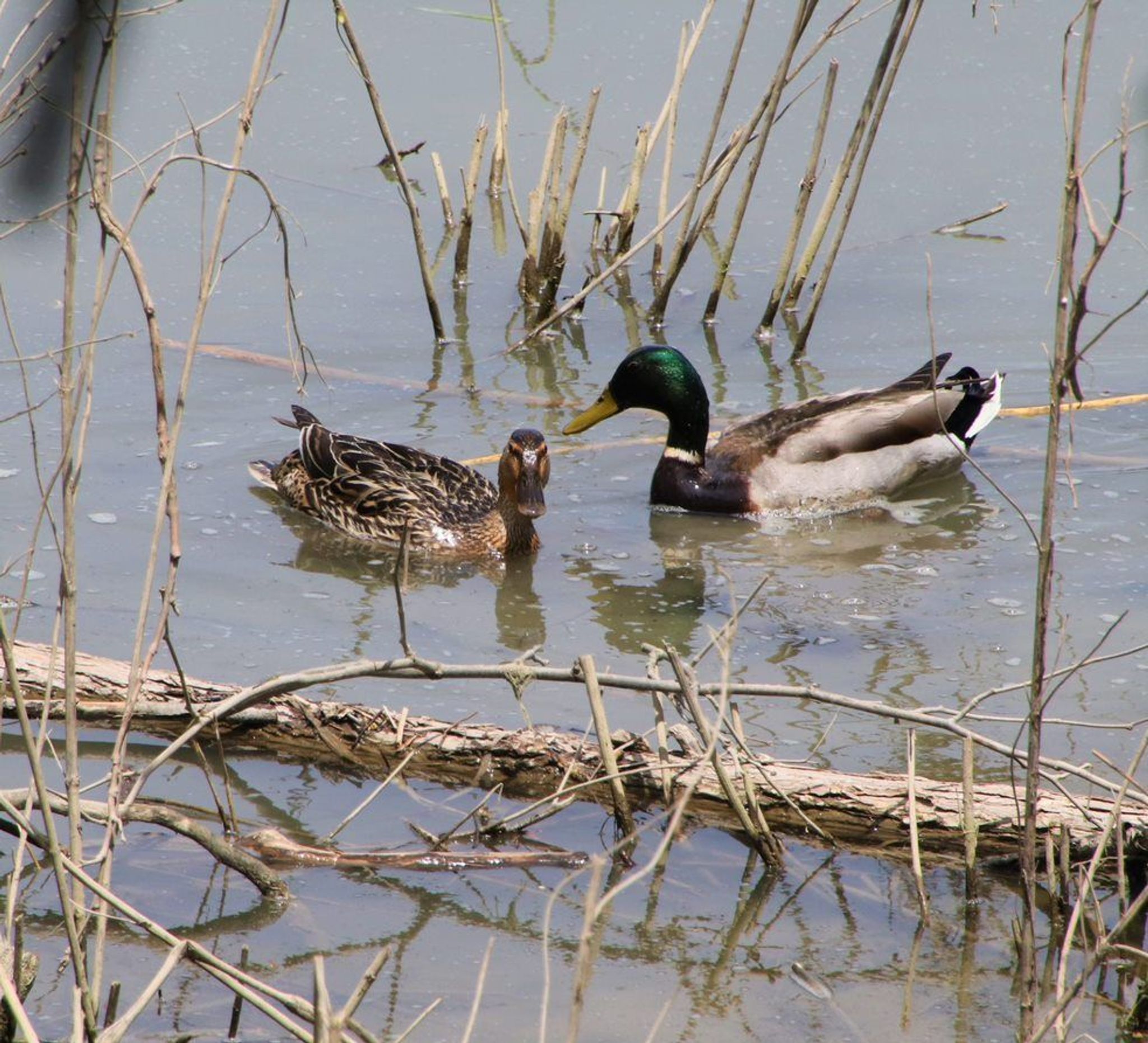 Ducks on Four Mile Creek at Antenen 