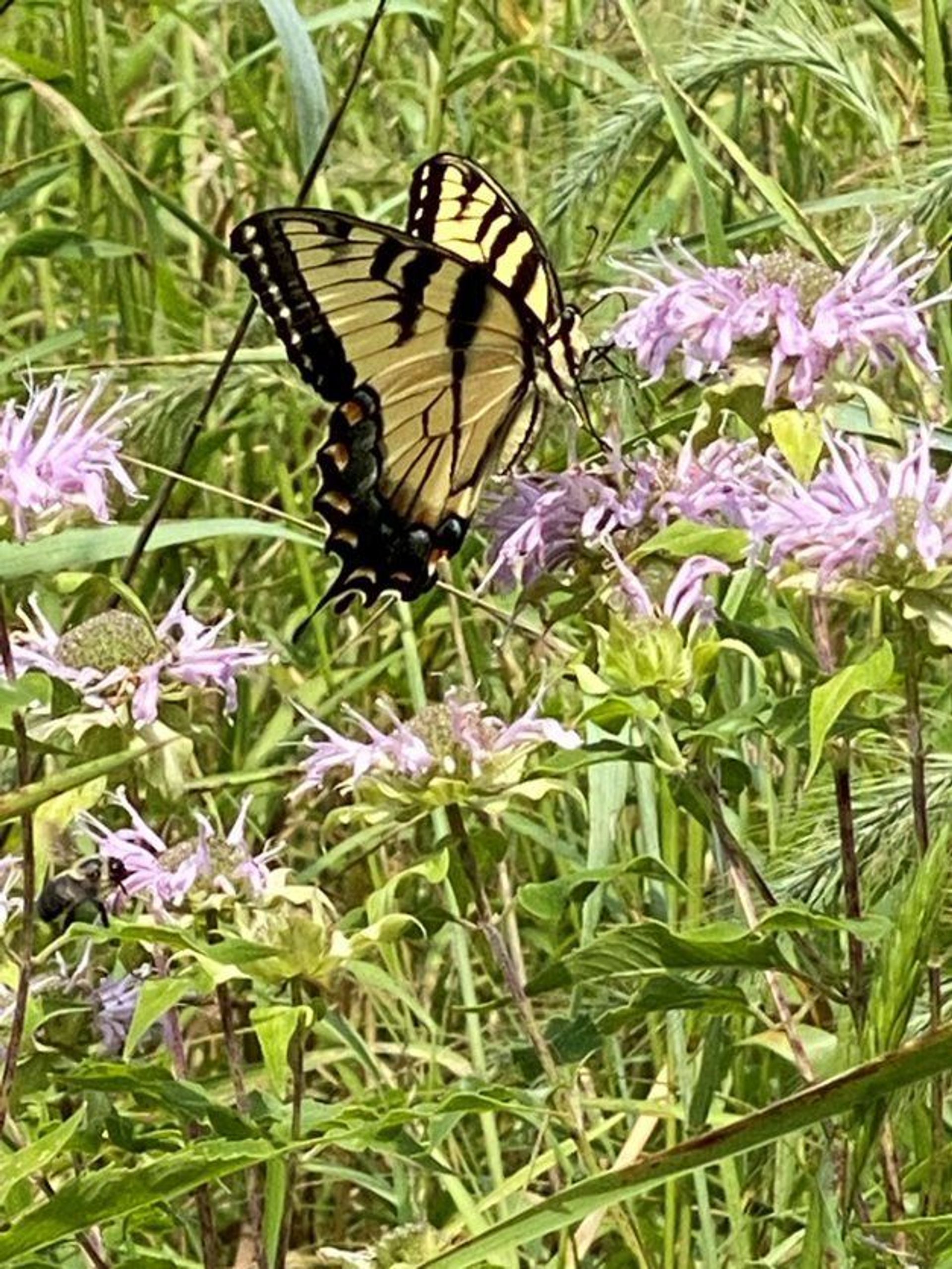 Butterfly at Mill Race