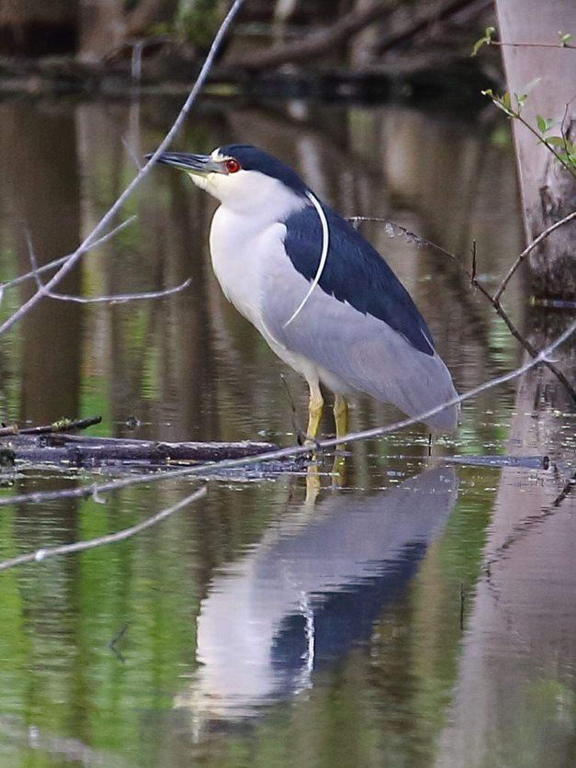 Black Crowned Night Heron on Gilmore Pond