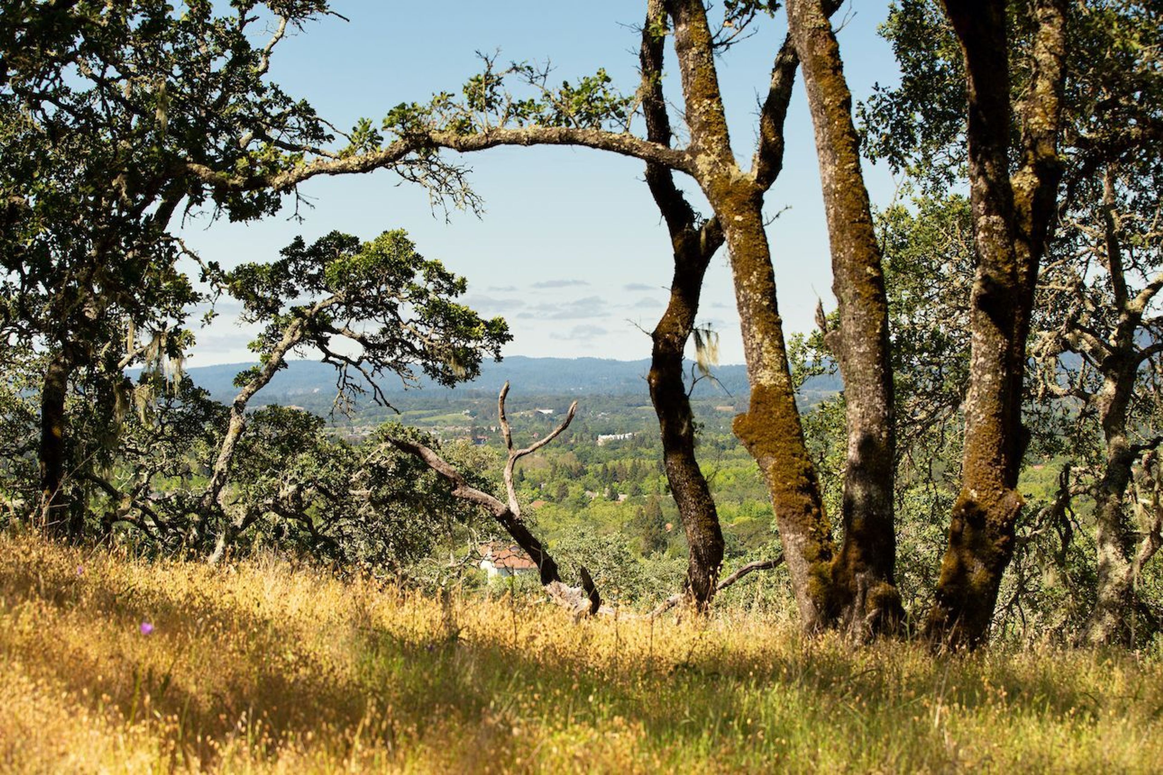 Foothill Regional Park – Oakwood Trail view