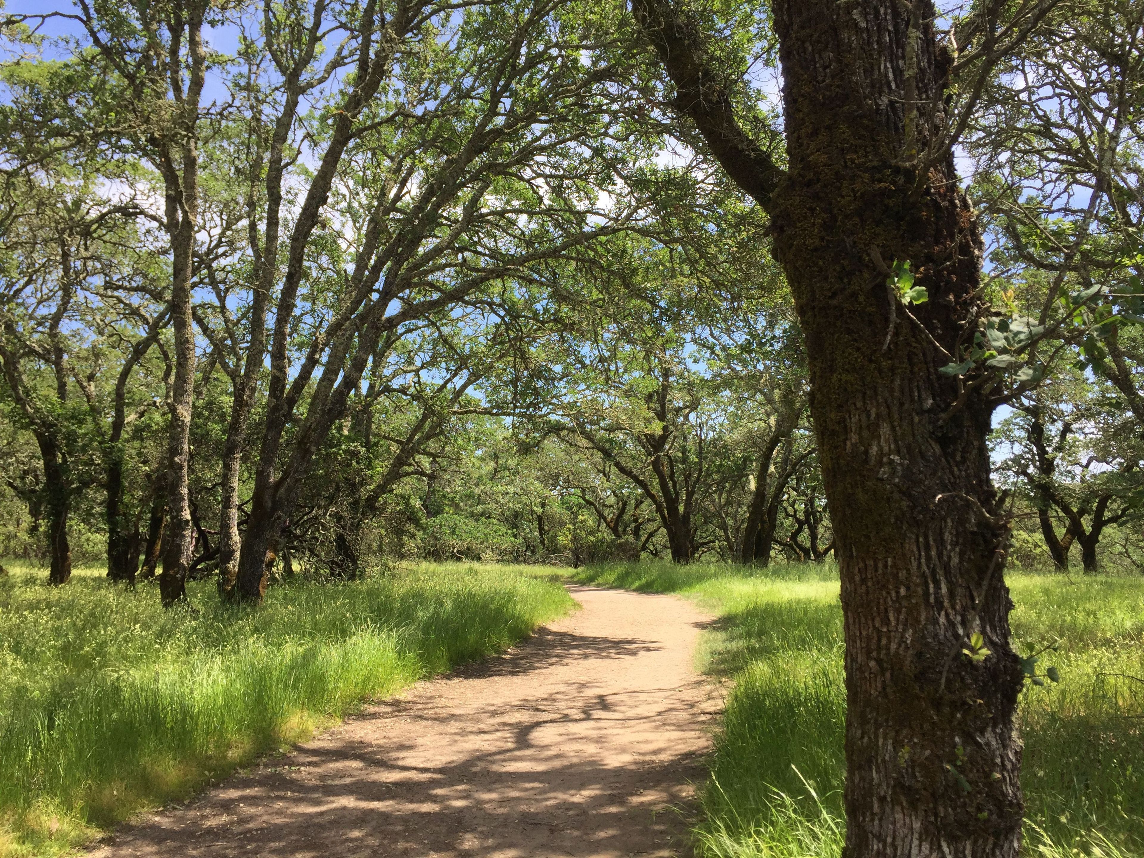 Foothill Regional Park - Oakwood Trail