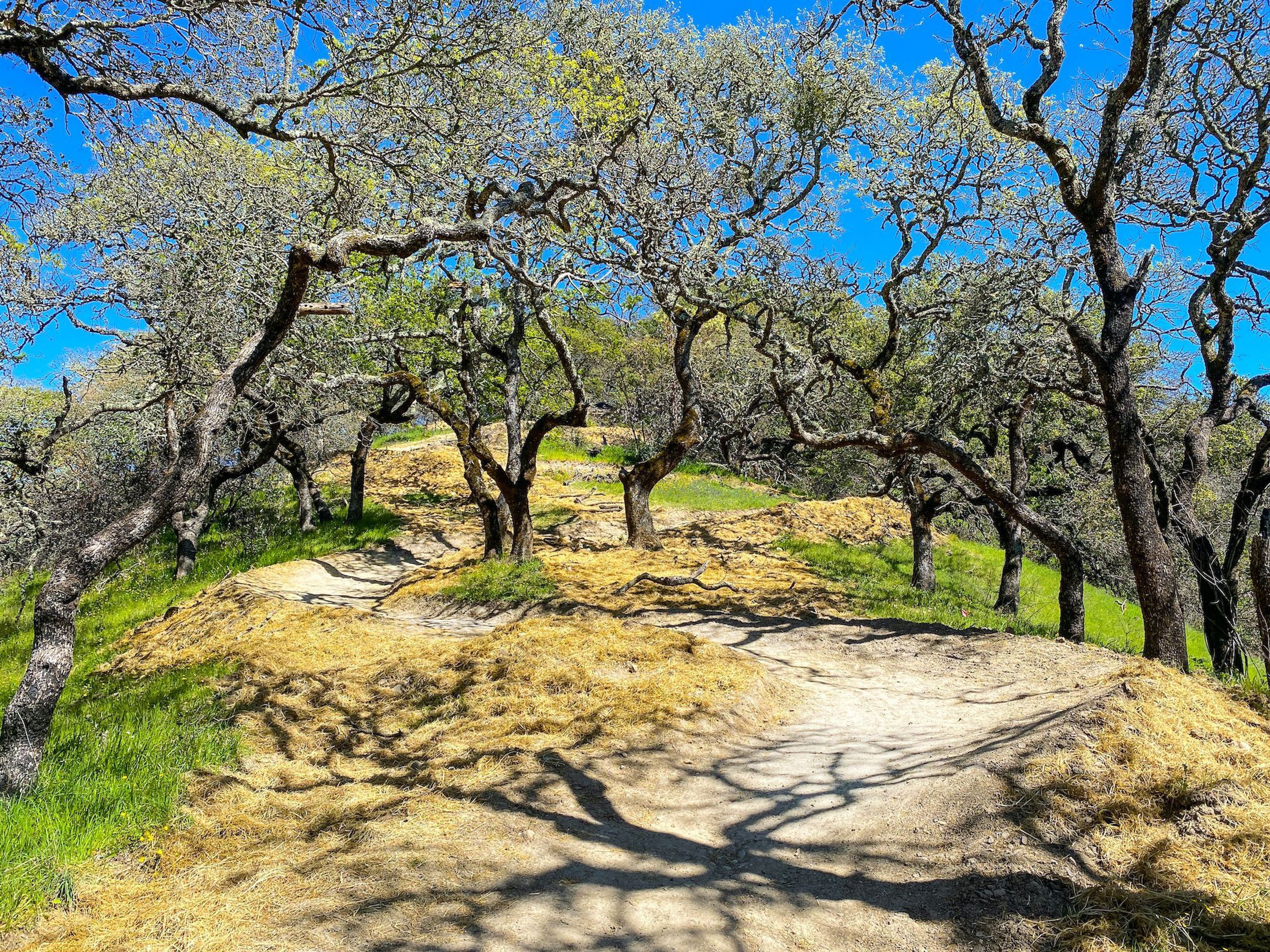 Foothill Regional Park - Alta Vista Trail