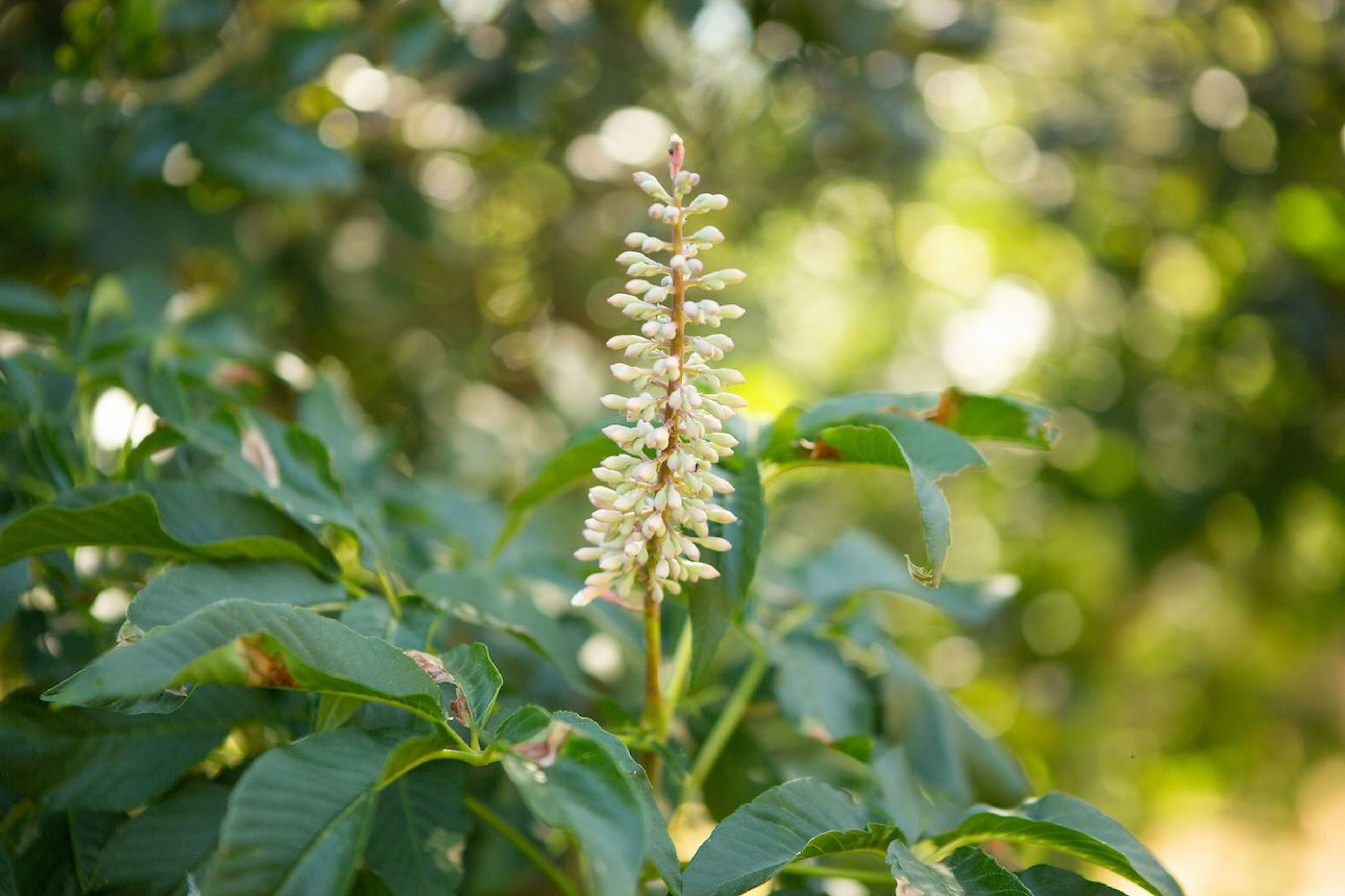 Cloverdale River Park - Flower